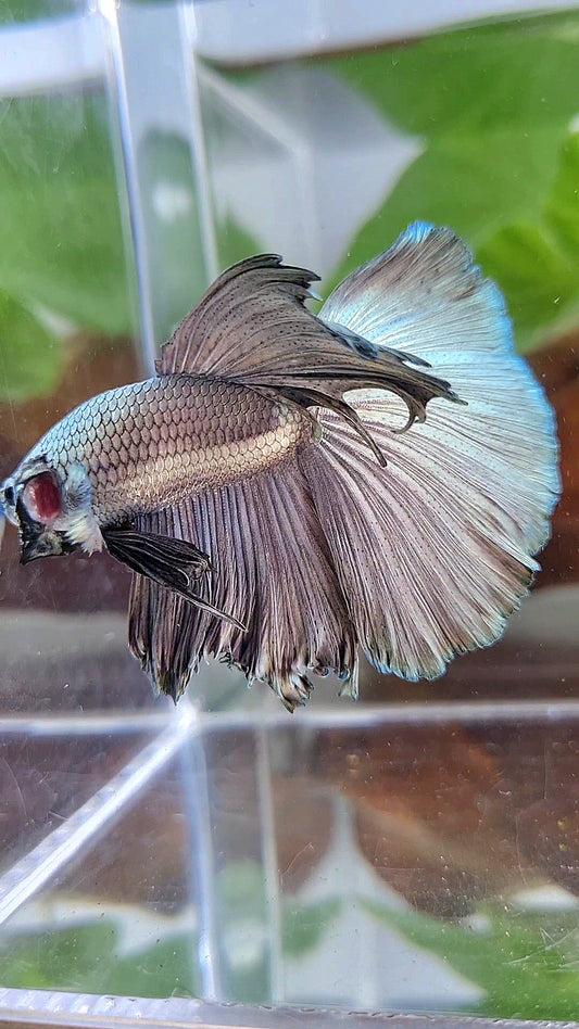 HALFMOON ROSETAIL SUPER COPPER SOLID BETTA FISH