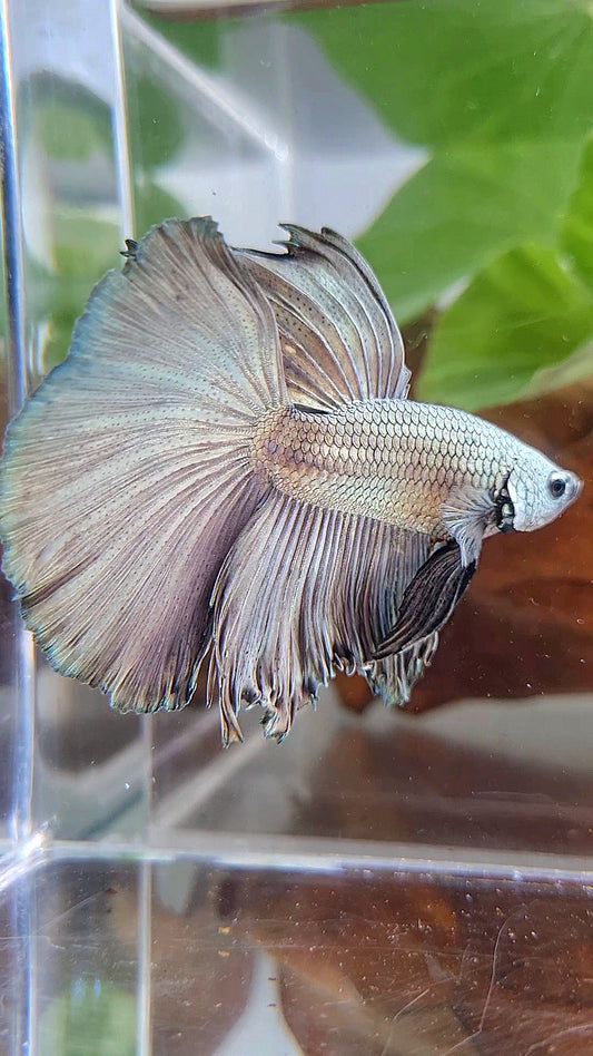 HALFMOON ROSETAIL SUPER COPPER SOLID BETTA FISH