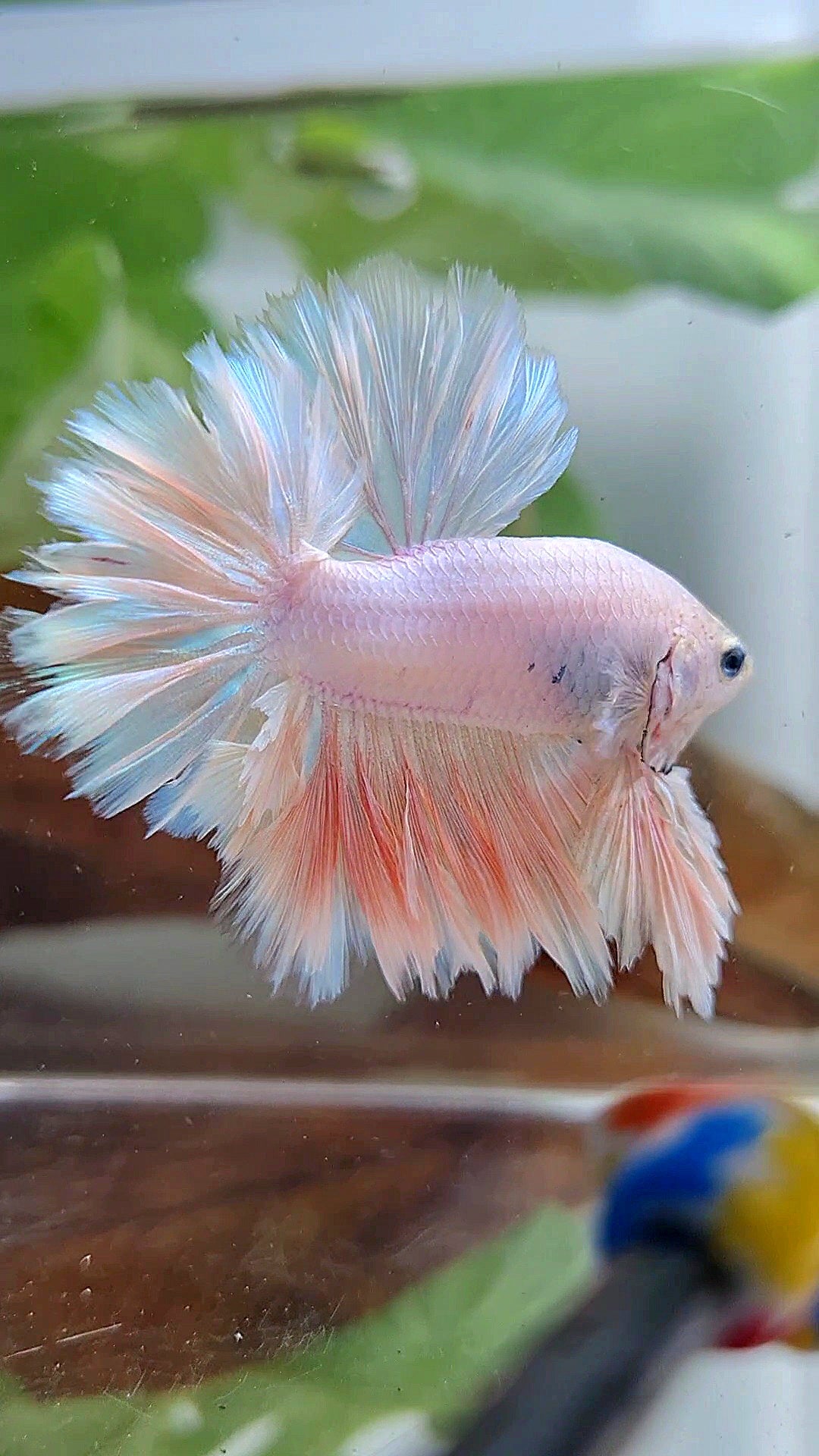 LUXURY KING FEATHER TAIL HALFMOON PASTEL BETTA FISH