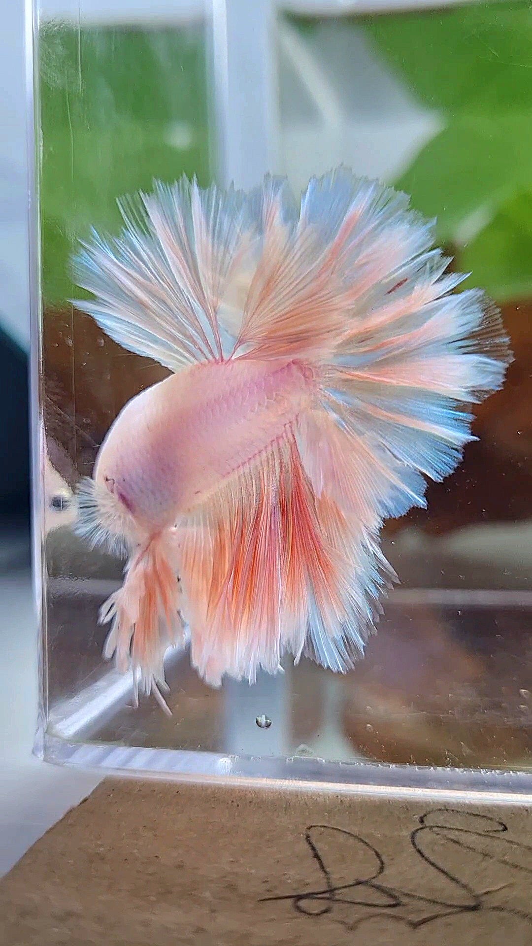 LUXURY KING FEATHER TAIL HALFMOON PASTEL BETTA FISH