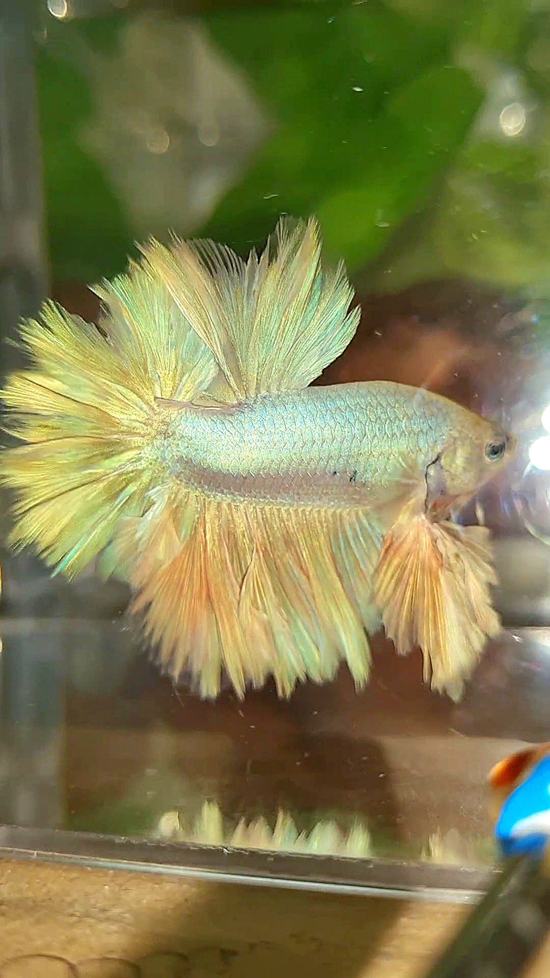 LUXURY KING FEATHER TAIL HALFMOON PASTEL BETTA FISH