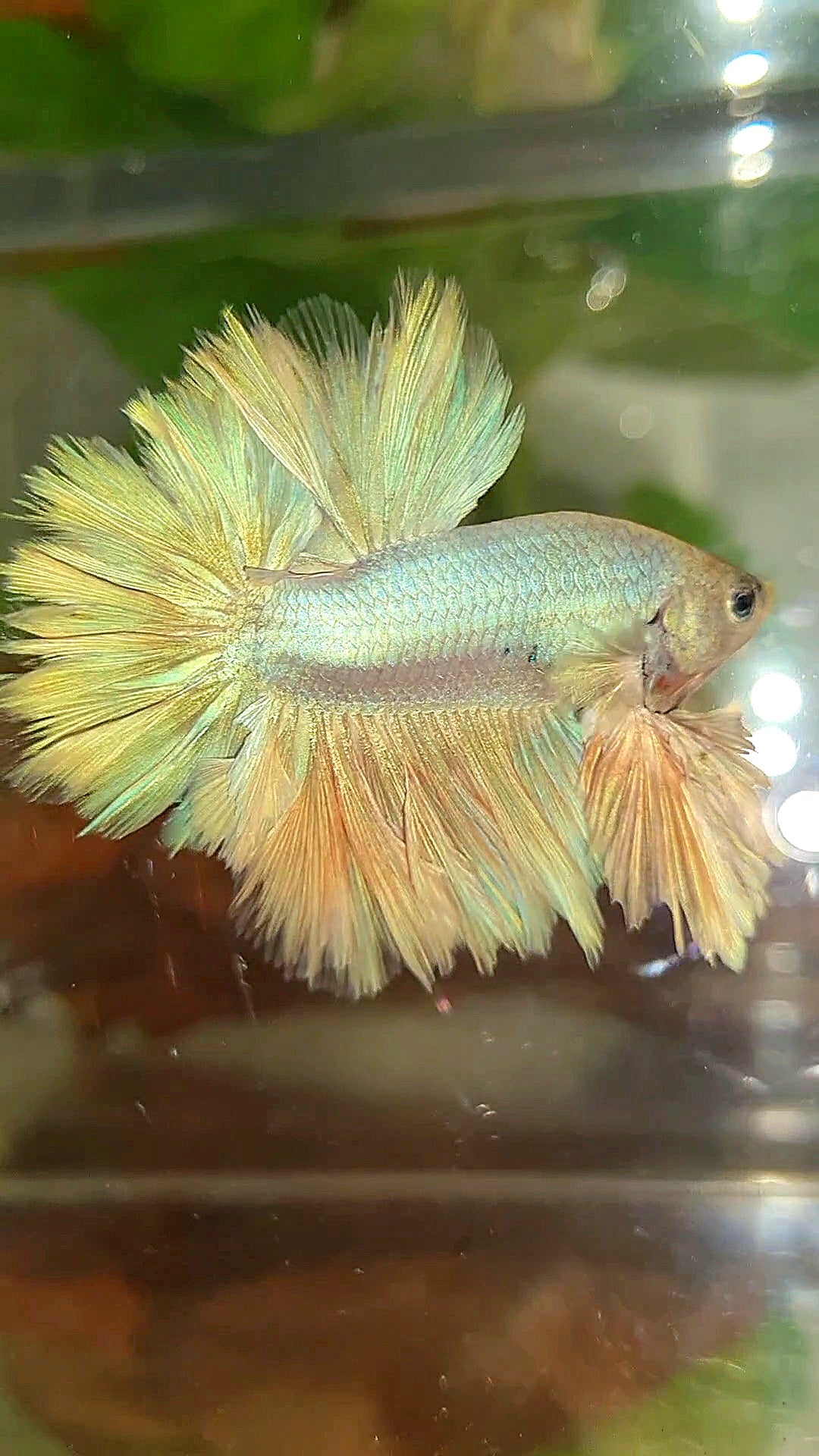 LUXURY KING FEATHER TAIL HALFMOON PASTEL BETTA FISH