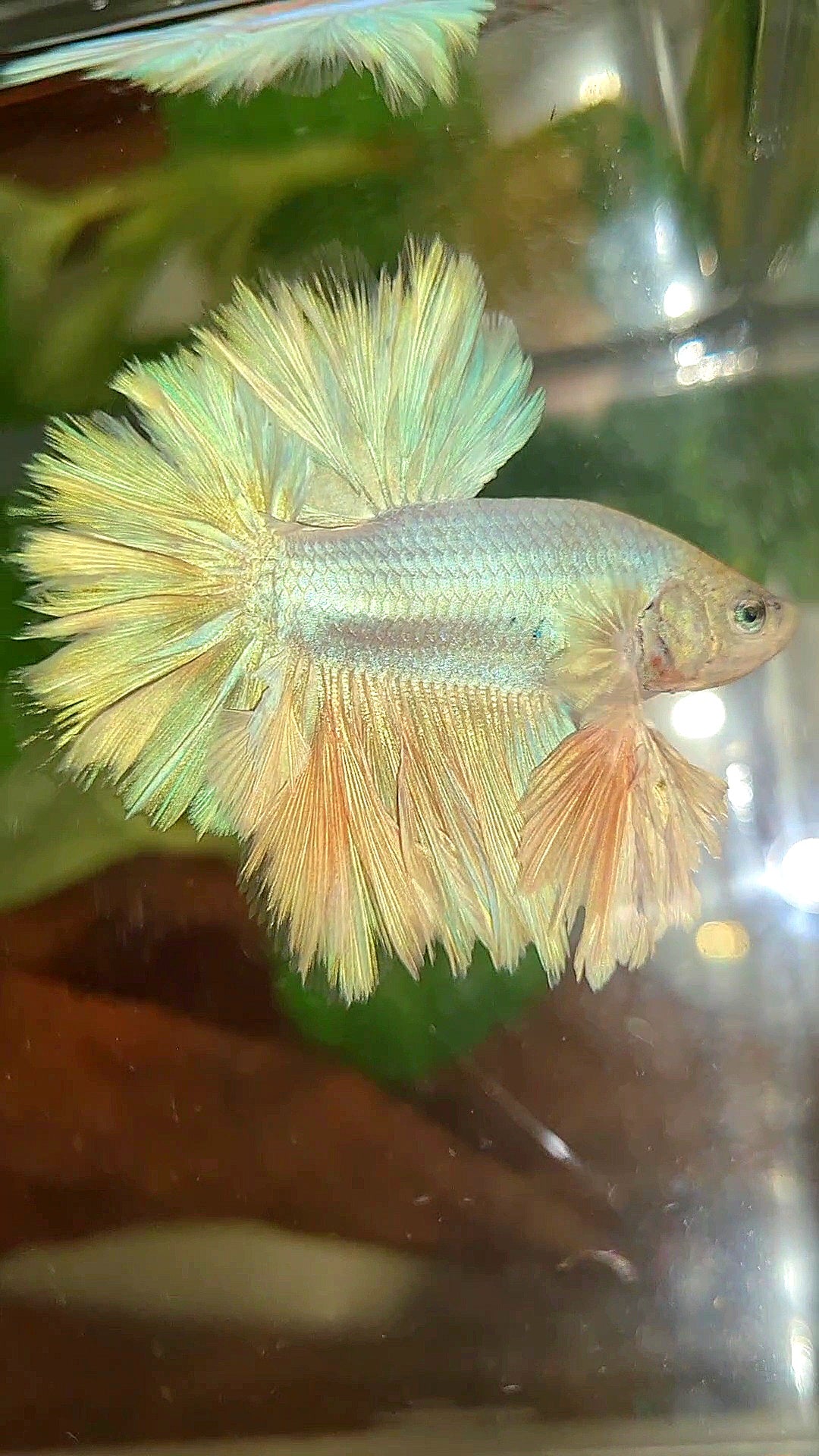 LUXURY KING FEATHER TAIL HALFMOON PASTEL BETTA FISH