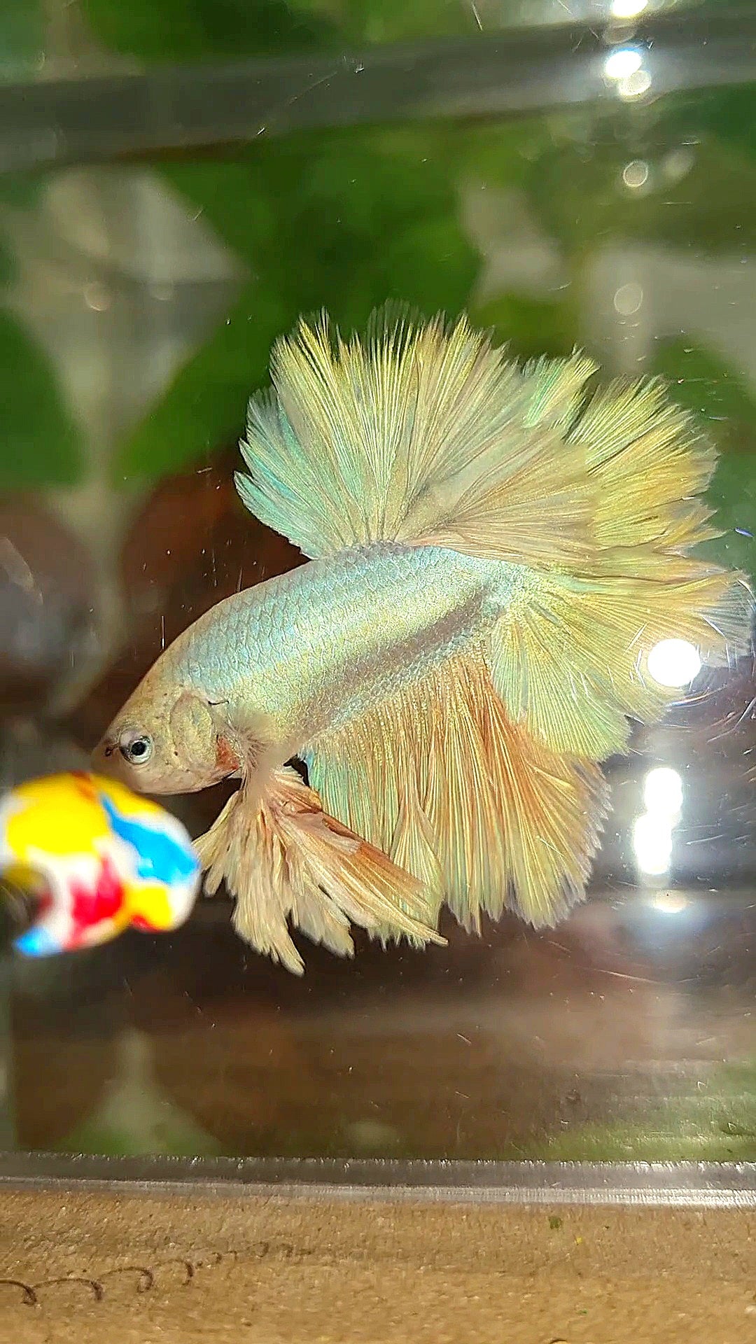 LUXURY KING FEATHER TAIL HALFMOON PASTEL BETTA FISH