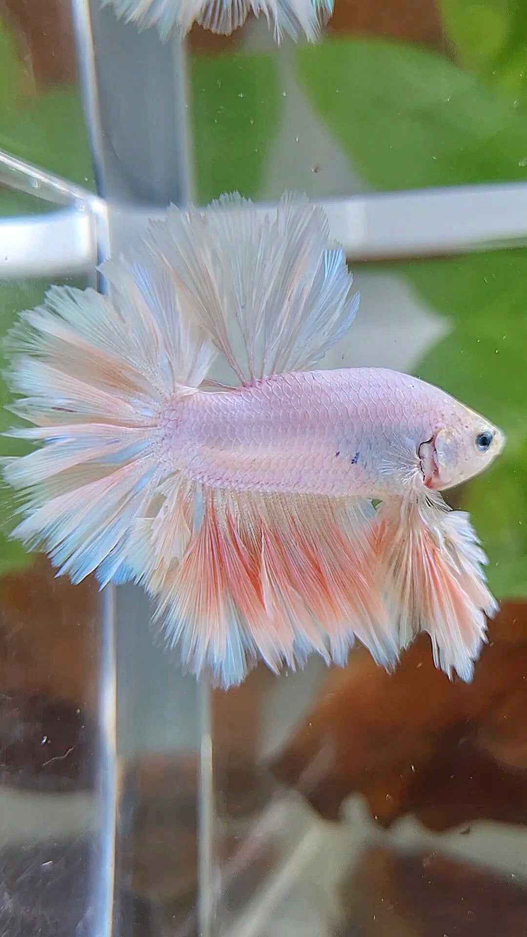 LUXURY KING FEATHER TAIL HALFMOON PASTEL BETTA FISH