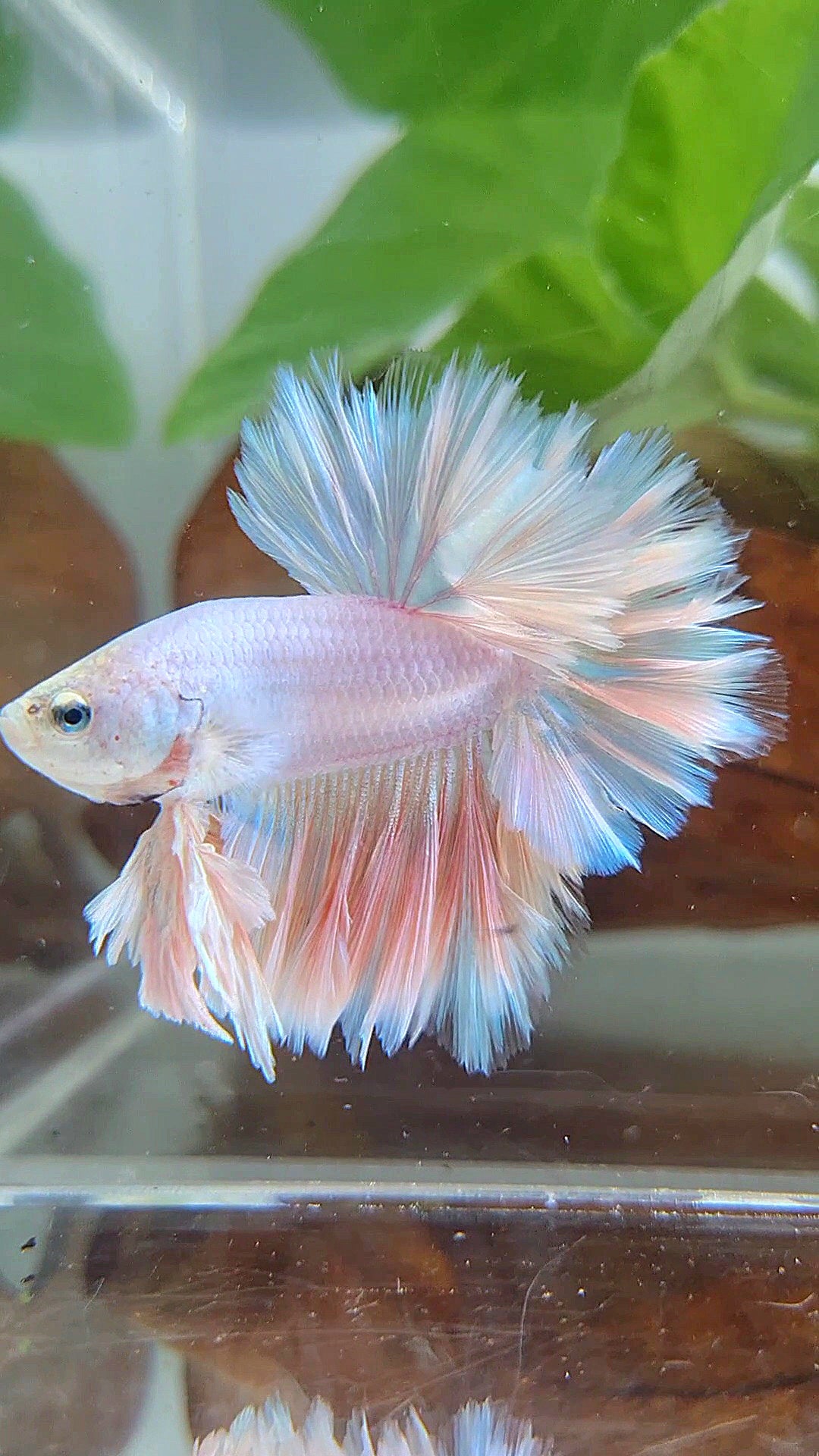 LUXURY KING FEATHER TAIL HALFMOON PASTEL BETTA FISH