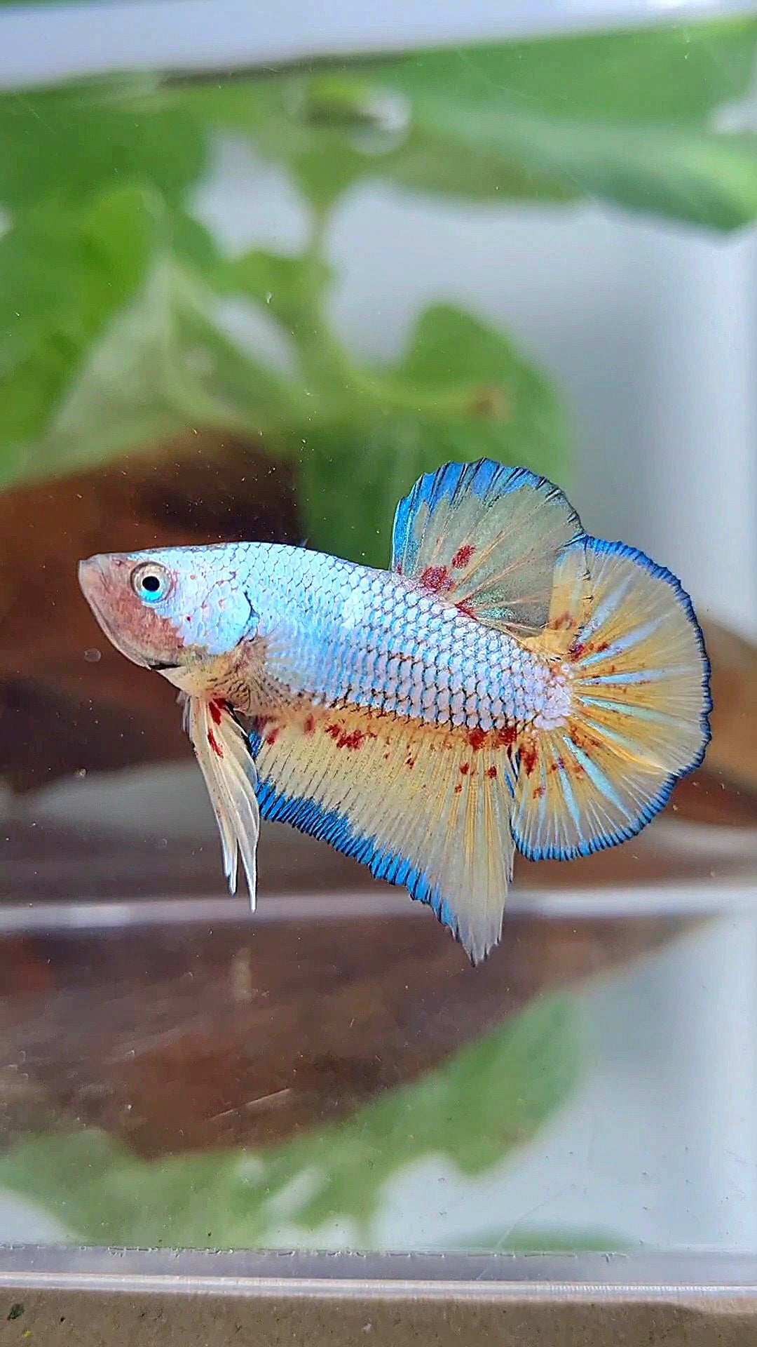 Vanda Color Betta PLAKAT VANDA BLUE VIOLET BETTA FISH minus warts – Rare Betta Fish Store