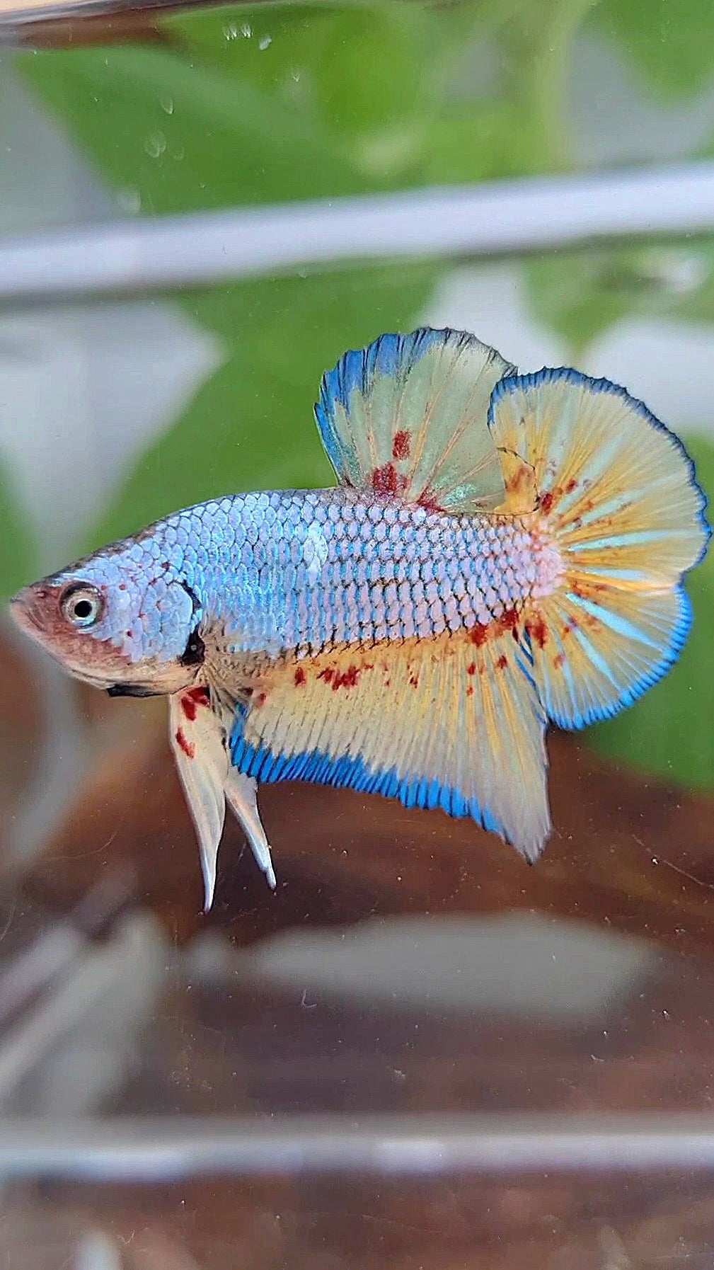 PLAKAT VANDA BLUE VIOLET BETTA FISH minus warts