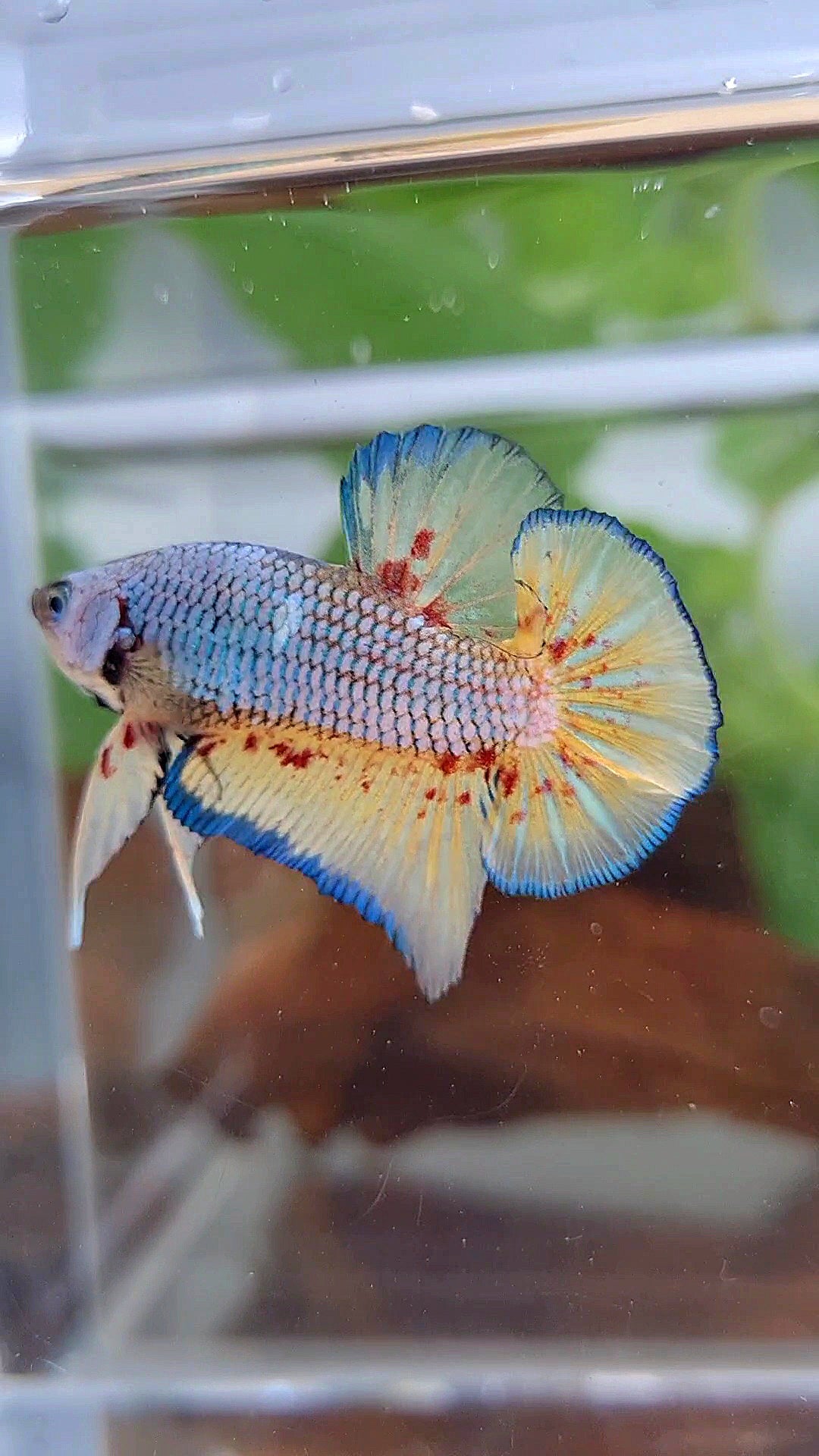 PLAKAT VANDA BLUE VIOLET BETTA FISH minus warts