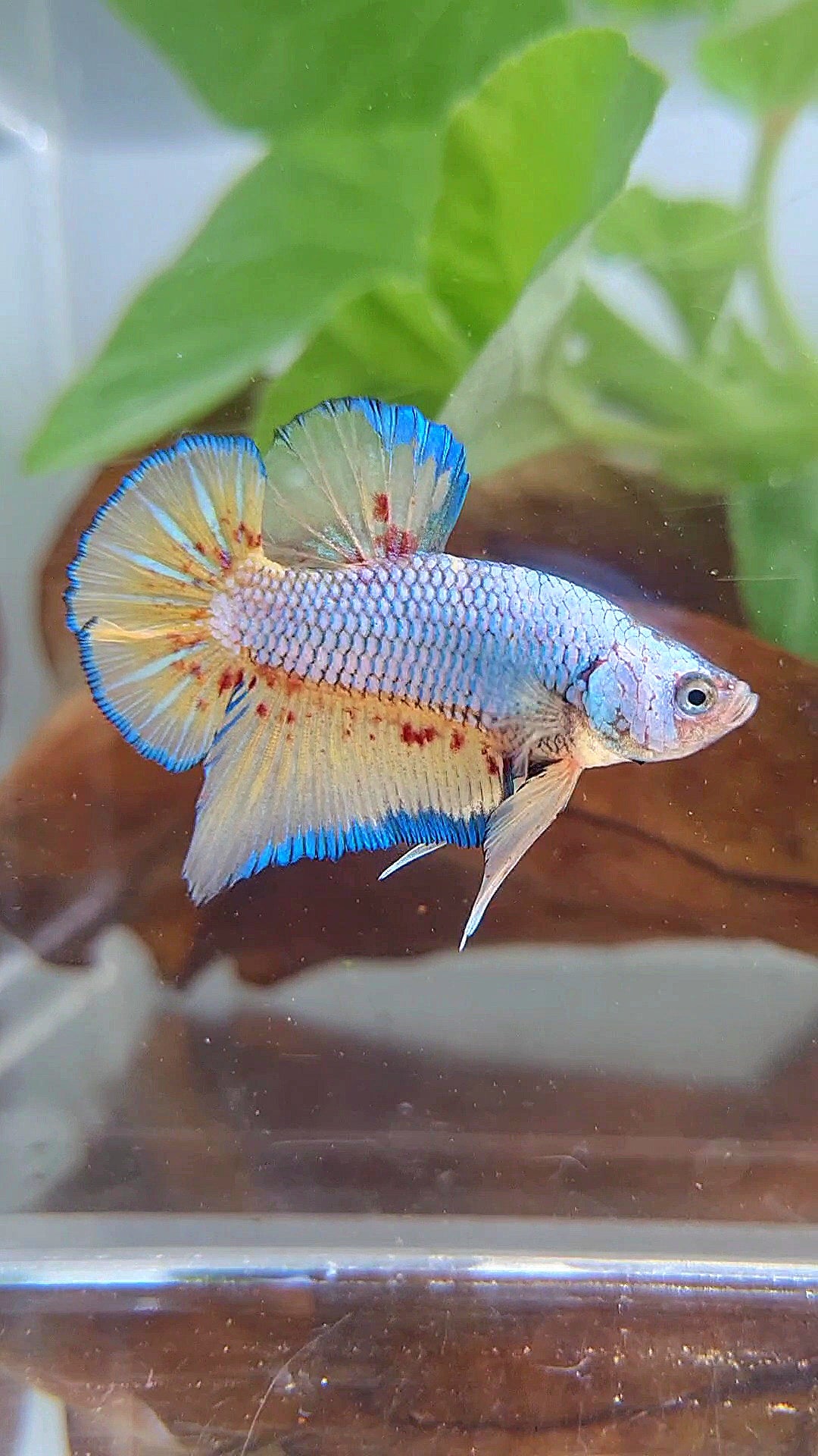 PLAKAT VANDA BLUE VIOLET BETTA FISH minus warts
