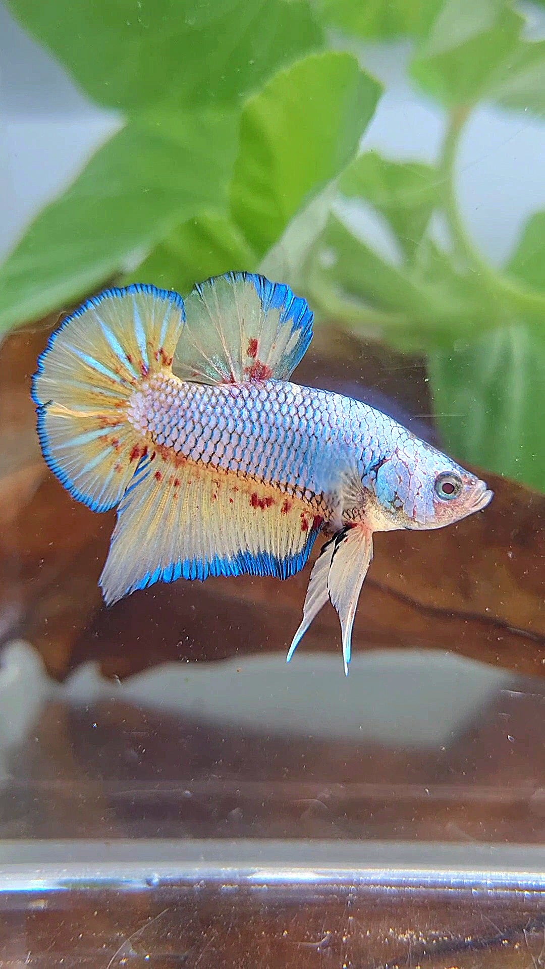 PLAKAT VANDA BLUE VIOLET BETTA FISH minus warts
