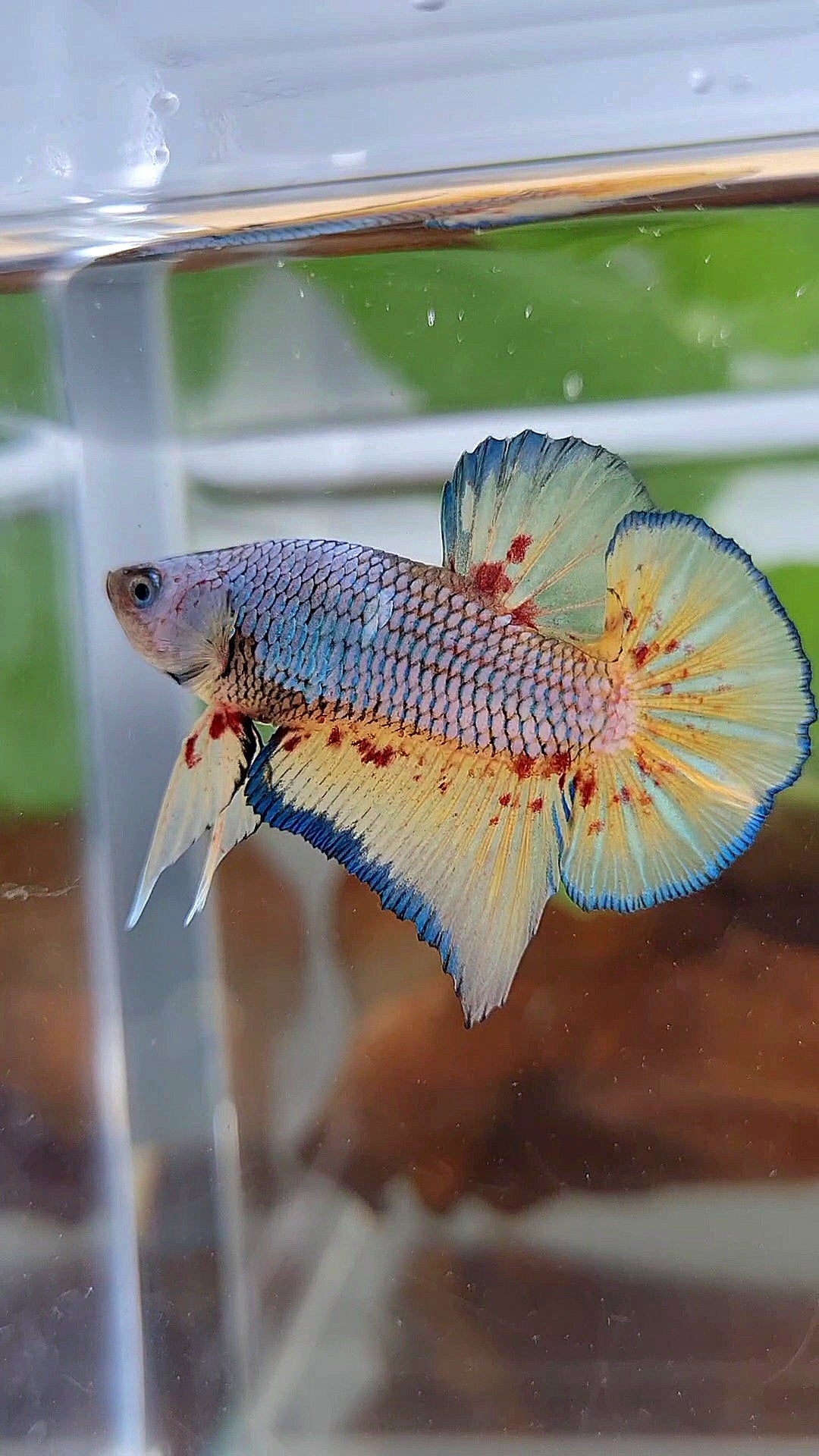 PLAKAT VANDA BLUE VIOLET BETTA FISH minus warts