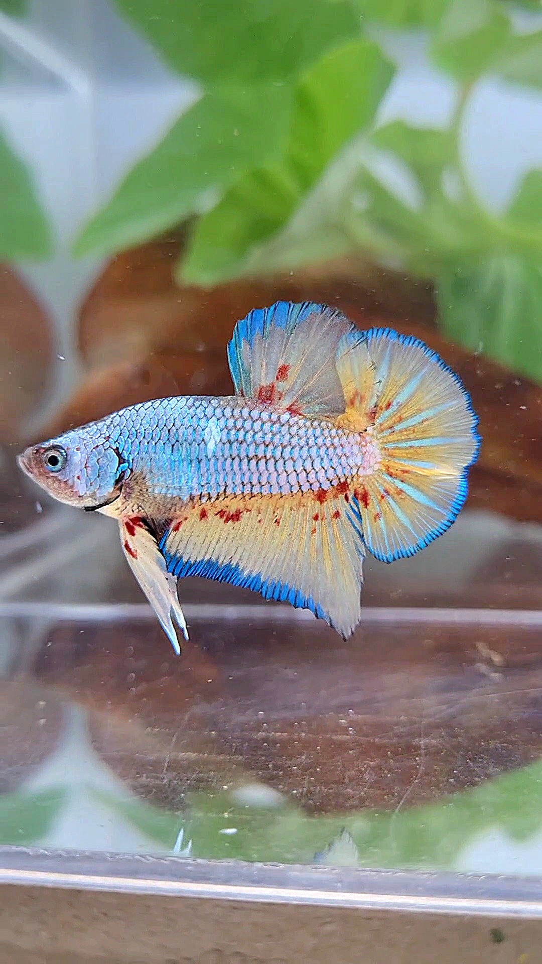 Vanda Color Betta PLAKAT VANDA BLUE VIOLET BETTA FISH minus warts – Rare Betta Fish Store