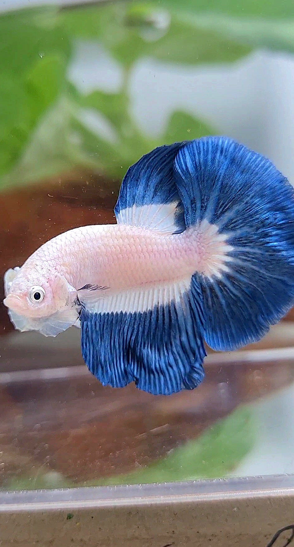 HALFMOON BLUE RIM BUTTERFLY BETTA FISH
