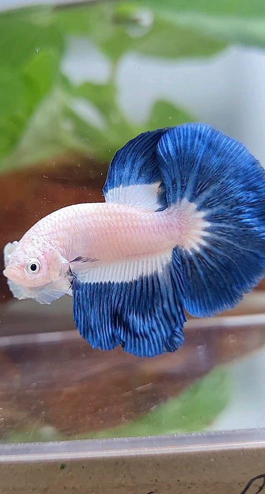 HALFMOON BLUE RIM BUTTERFLY BETTA FISH