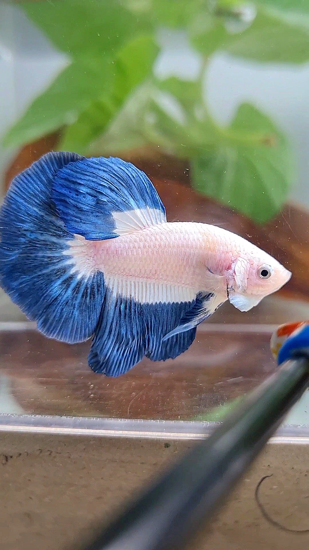 HALFMOON BLUE RIM BUTTERFLY BETTA FISH