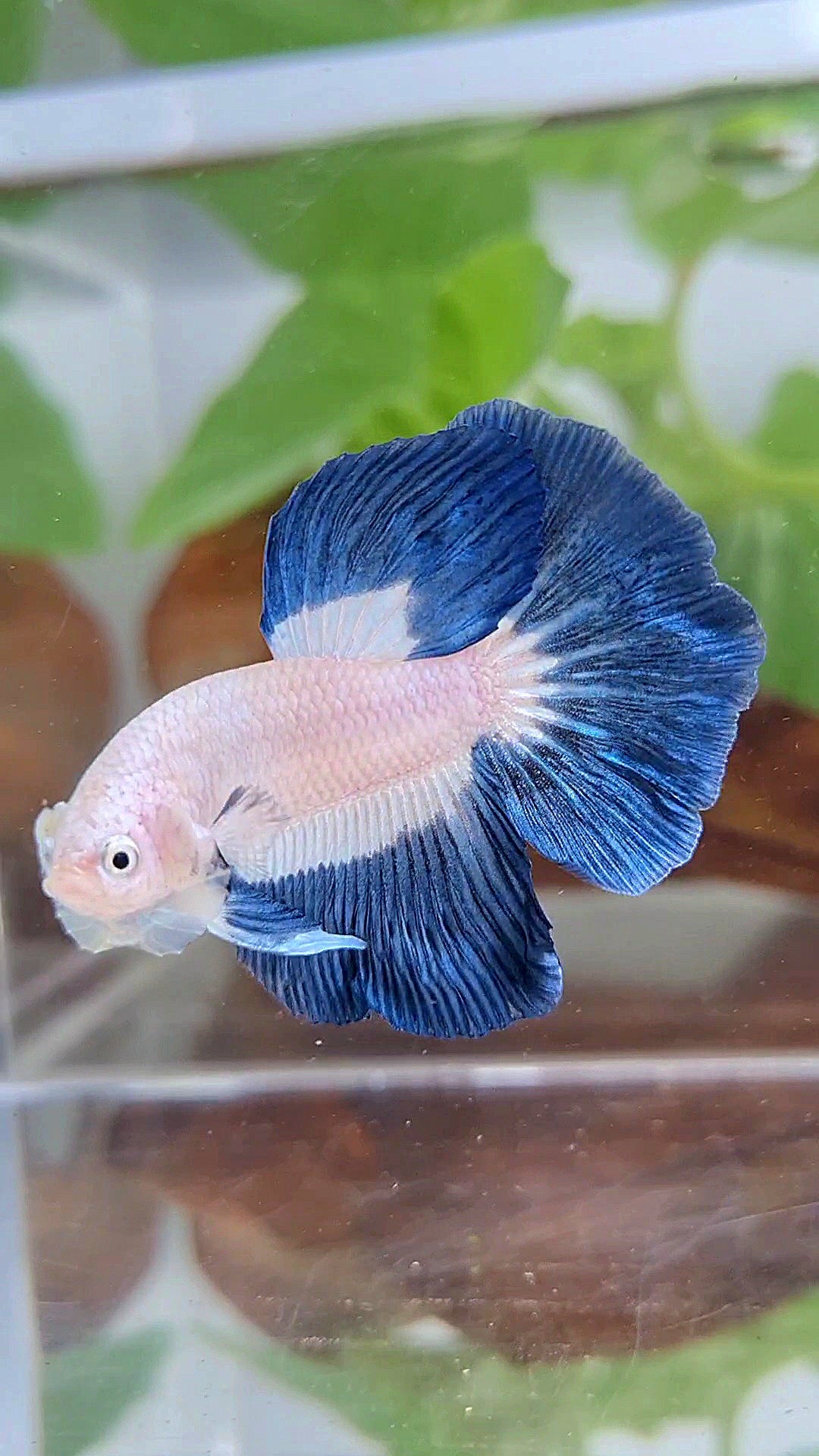 HALFMOON BLUE RIM BUTTERFLY BETTA FISH