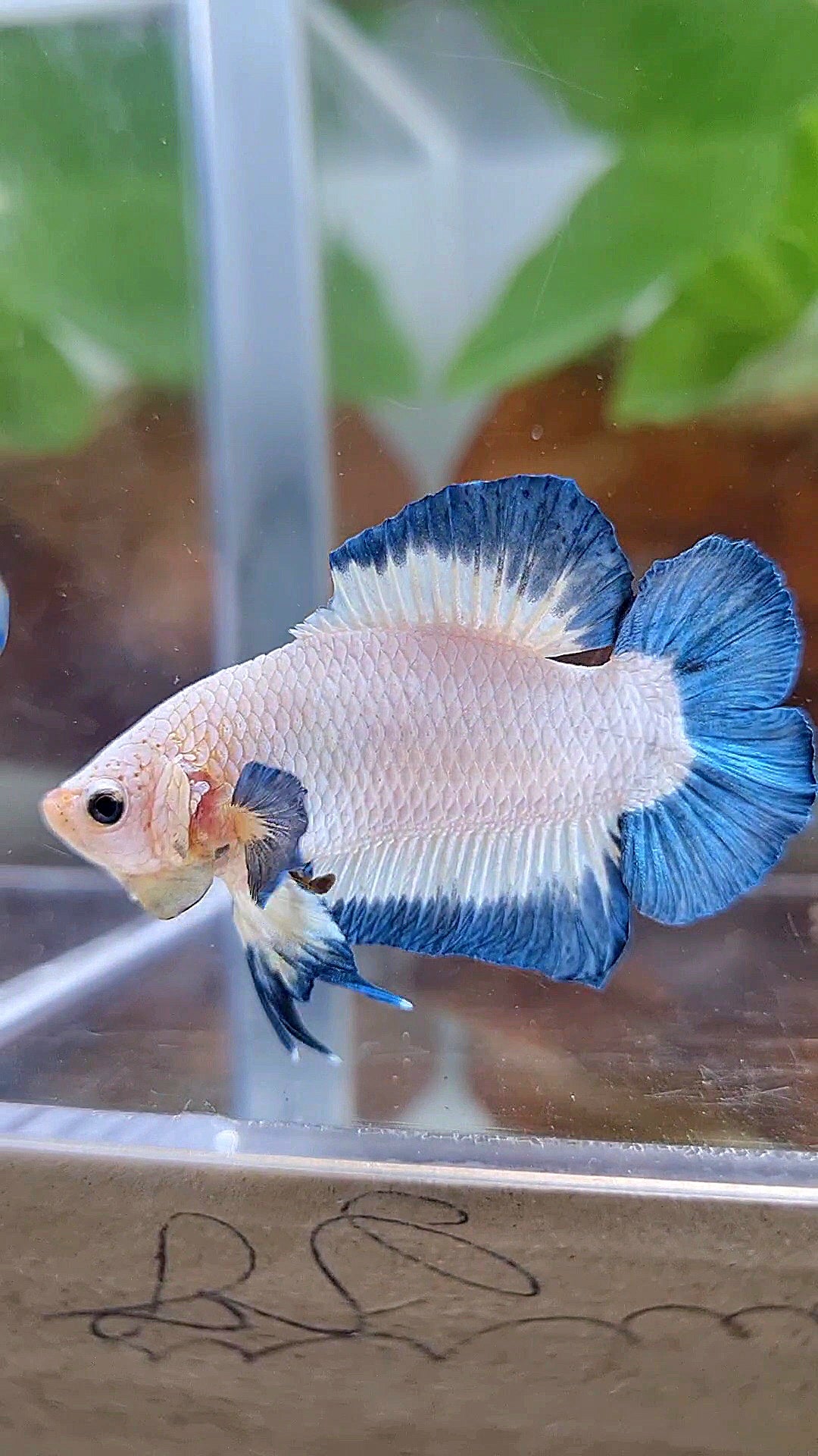 PLAKAT DOUBLE TAIL BLUE RIM BUTTERFLY BETTA FISH