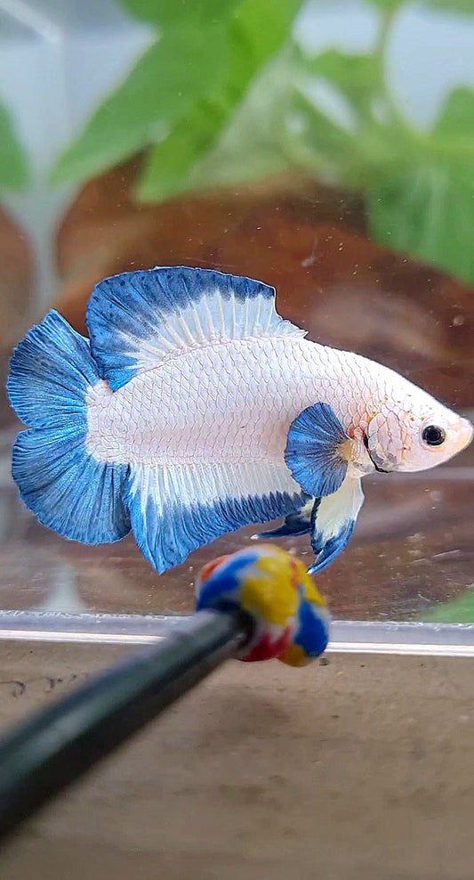 PLAKAT DOUBLE TAIL BLUE RIM BUTTERFLY BETTA FISH