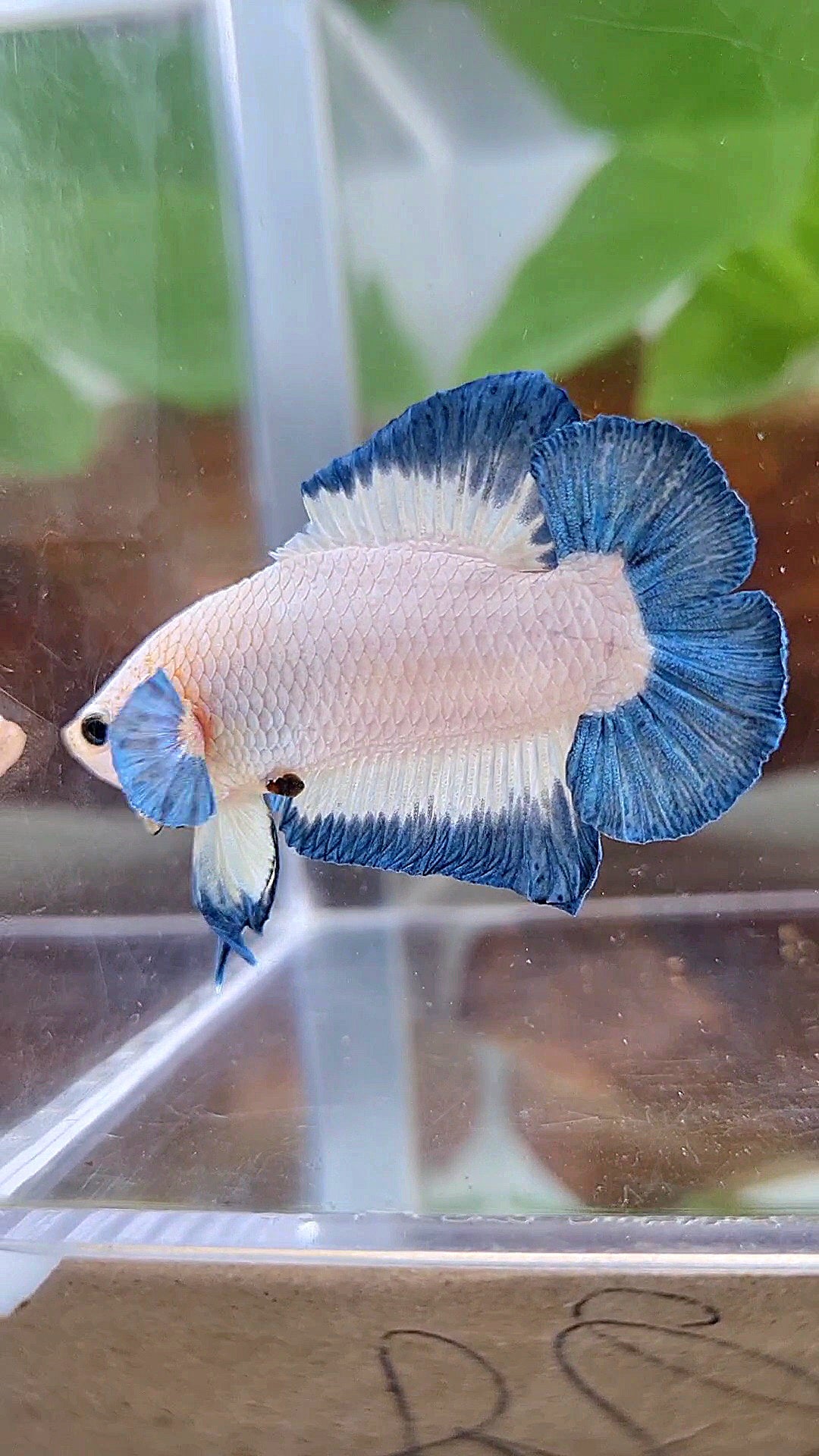 PLAKAT DOUBLE TAIL BLUE RIM BUTTERFLY BETTA FISH