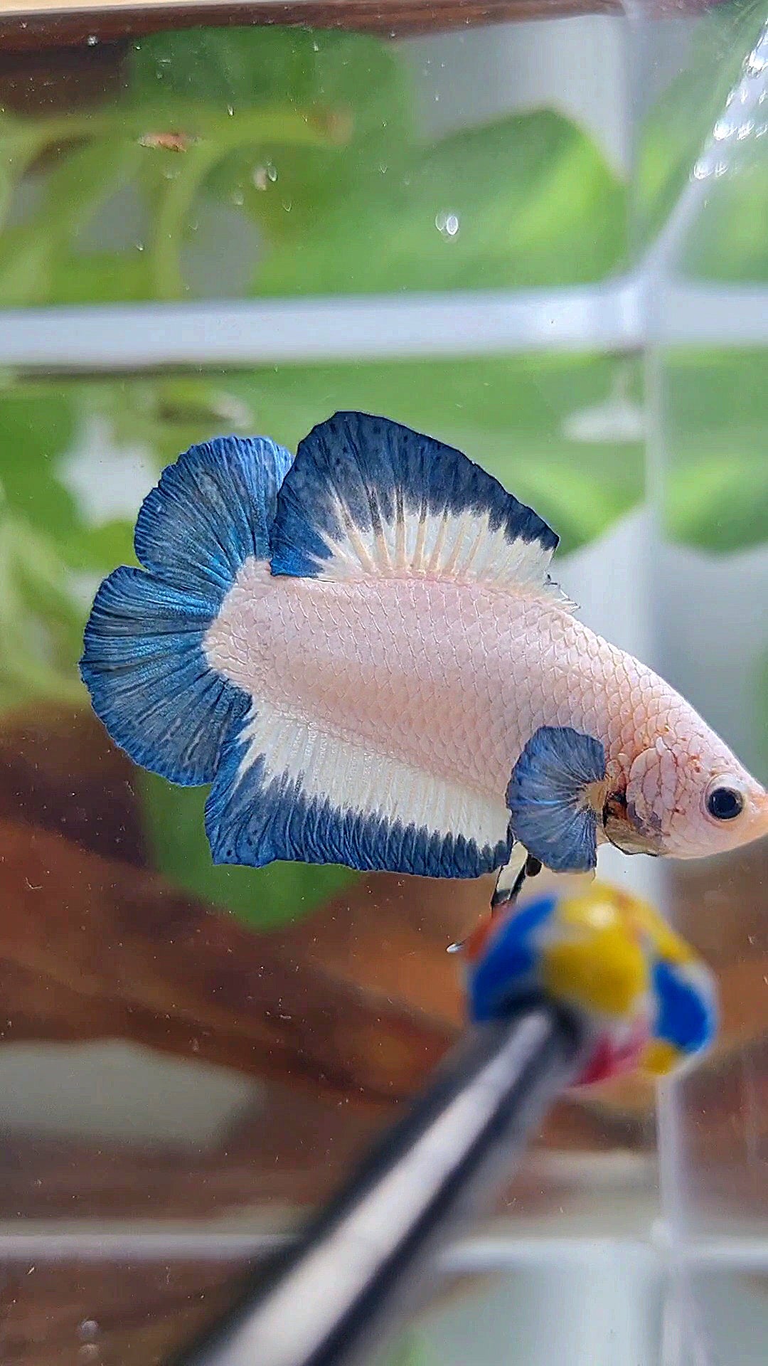 PLAKAT DOUBLE TAIL BLUE RIM BUTTERFLY BETTA FISH