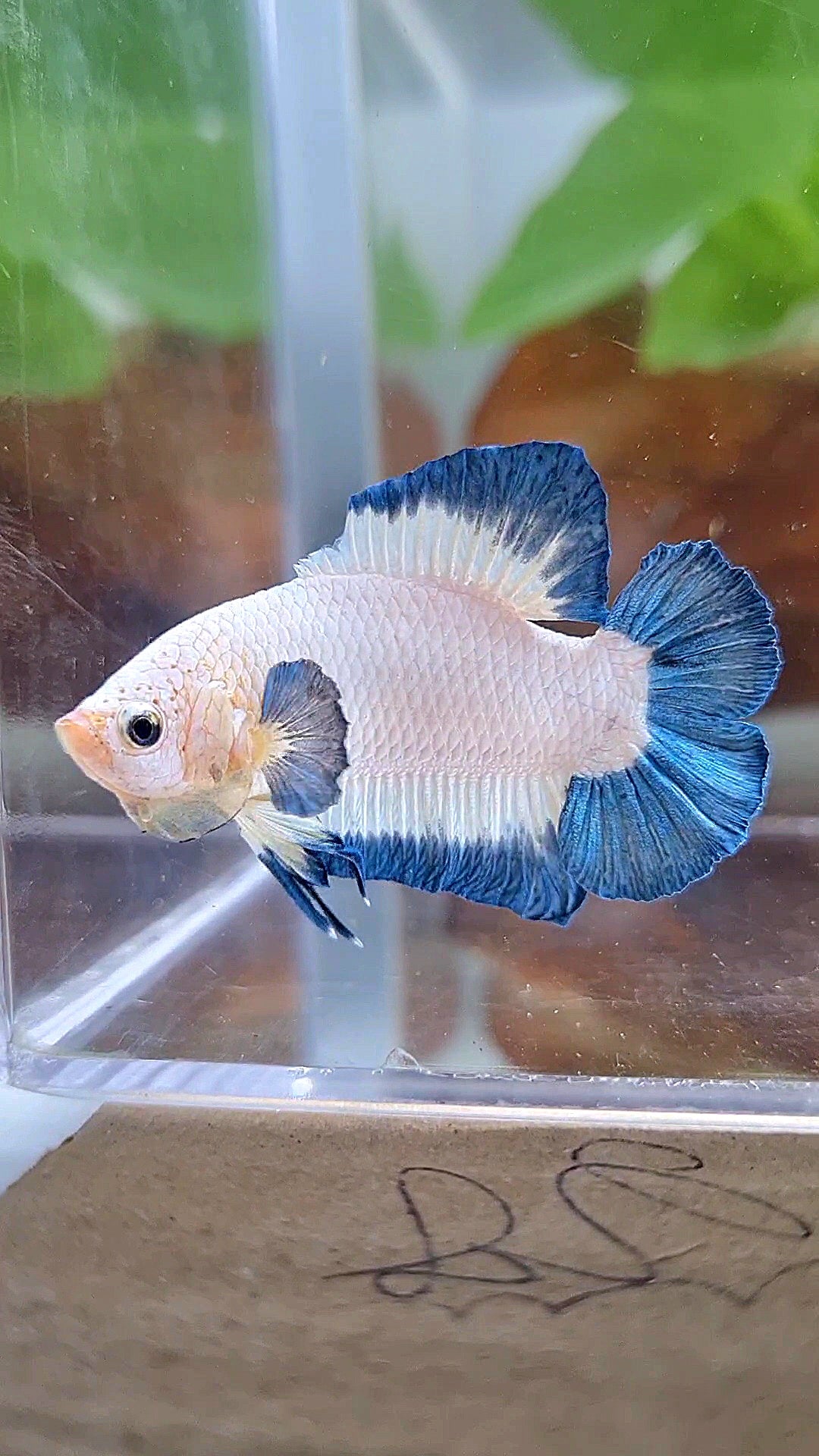 PLAKAT DOUBLE TAIL BLUE RIM BUTTERFLY BETTA FISH