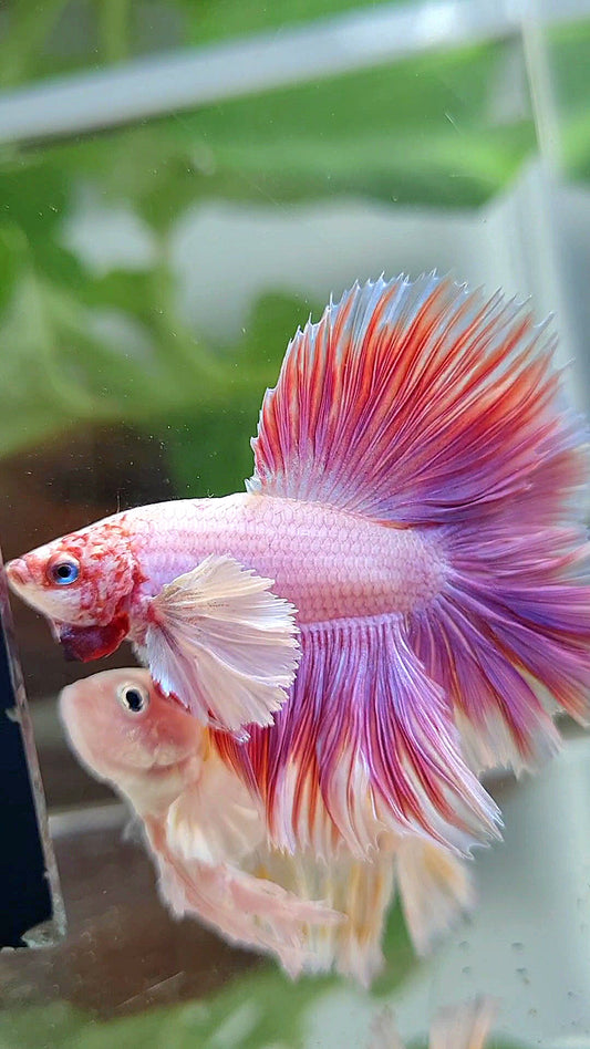 LUXURY HALFMOON DOUBLE TAIL DUMBO EAR PINK BETTA FISH