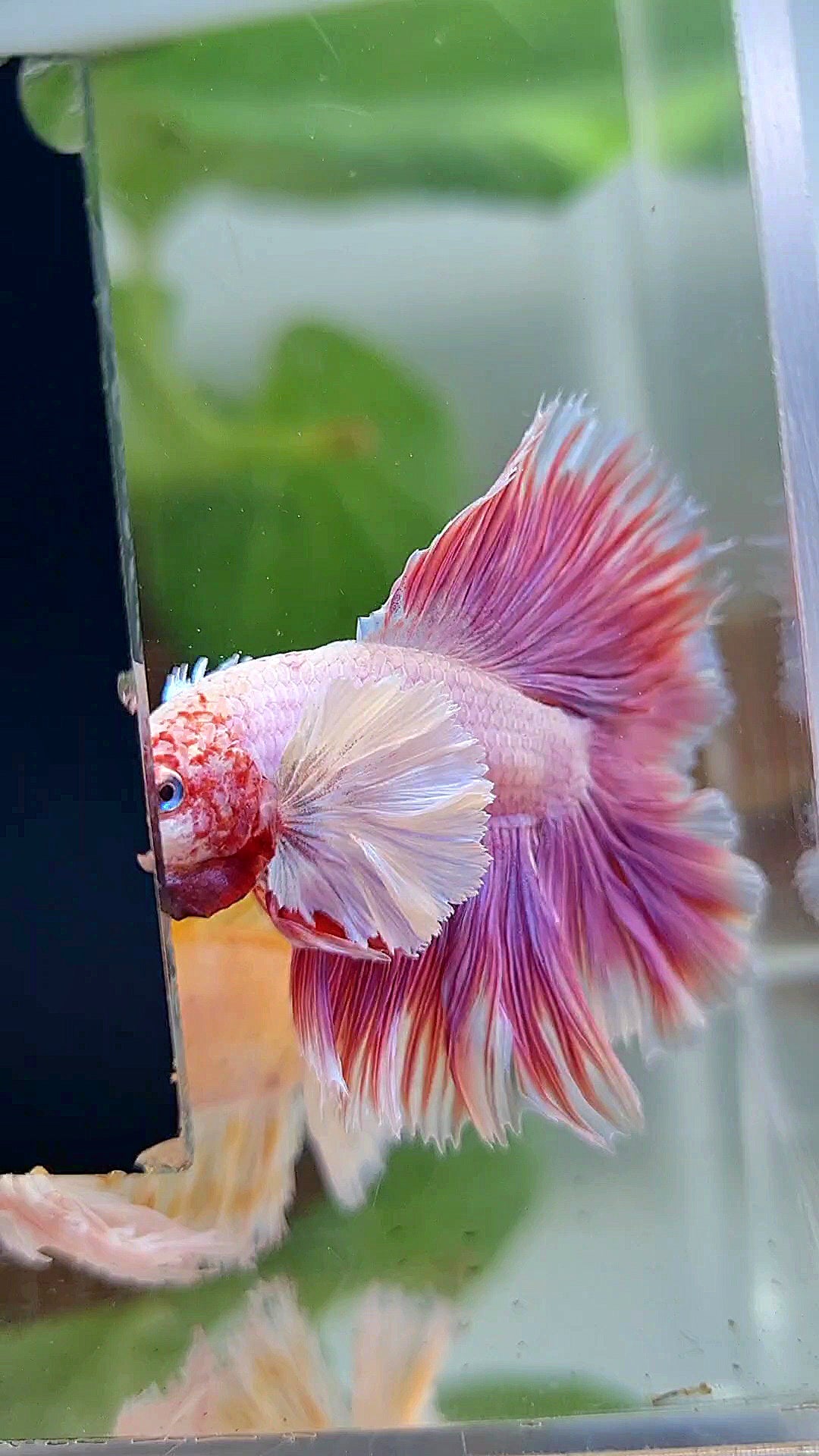 LUXURY HALFMOON DOUBLE TAIL DUMBO EAR PINK BETTA FISH
