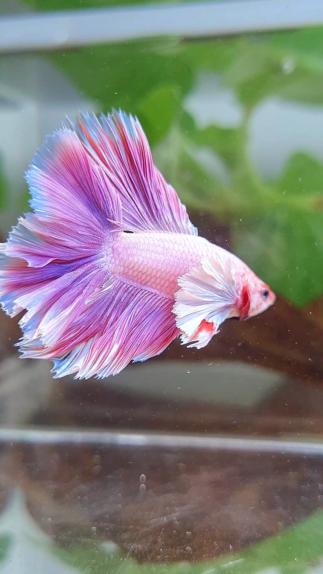 LUXURY HALFMOON DOUBLE TAIL DUMBO EAR PINK BETTA FISH