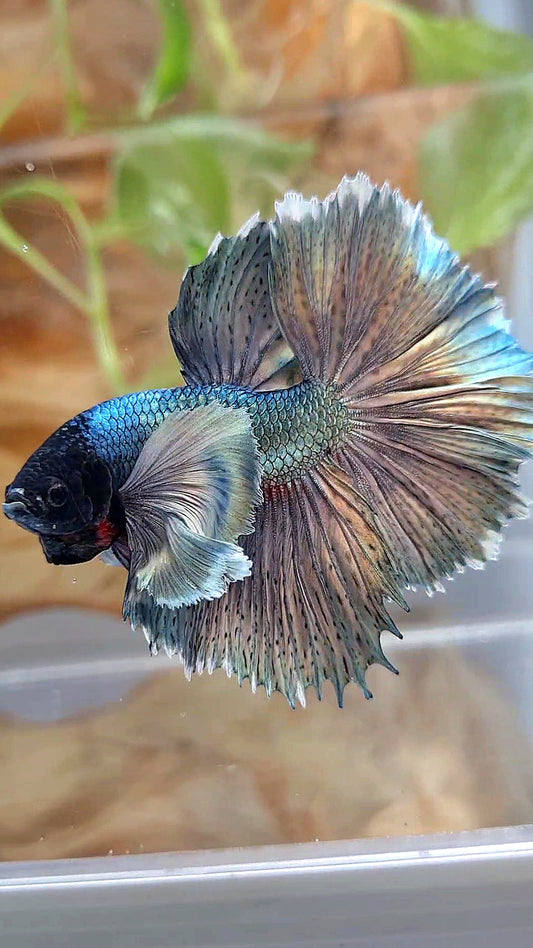 4 FISH PAIR HALFMOON DUMBO COLORED EAR SUPER COPPER & PAIR HALFMOON RED GOLD GALAXY ORDER