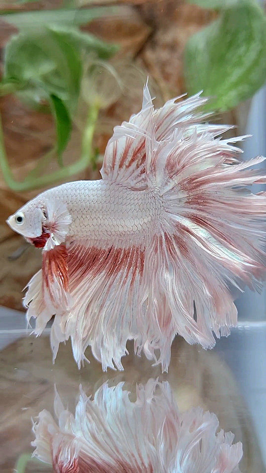 XL HALFMOON FEATHER TAIL PEACH DRAGON PATTERN BETTA FISH