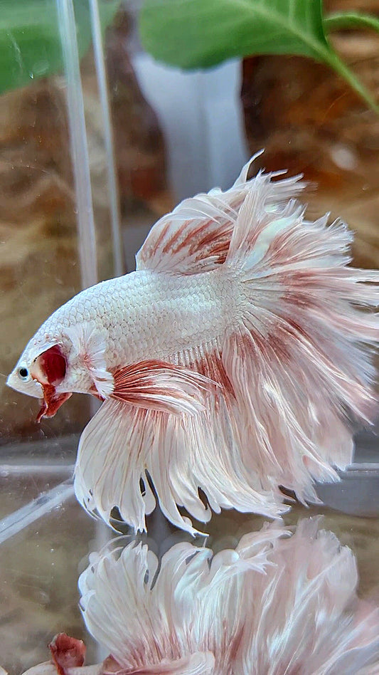 XL HALFMOON FEATHER TAIL PEACH DRAGON PATTERN BETTA FISH