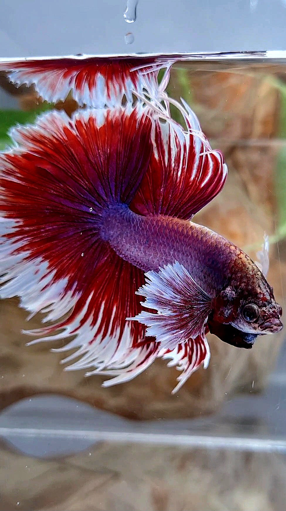 XL HALFMOON CROWNTAIL DUMBO EAR RED PURPLE MAGENTA BETTA FISH
