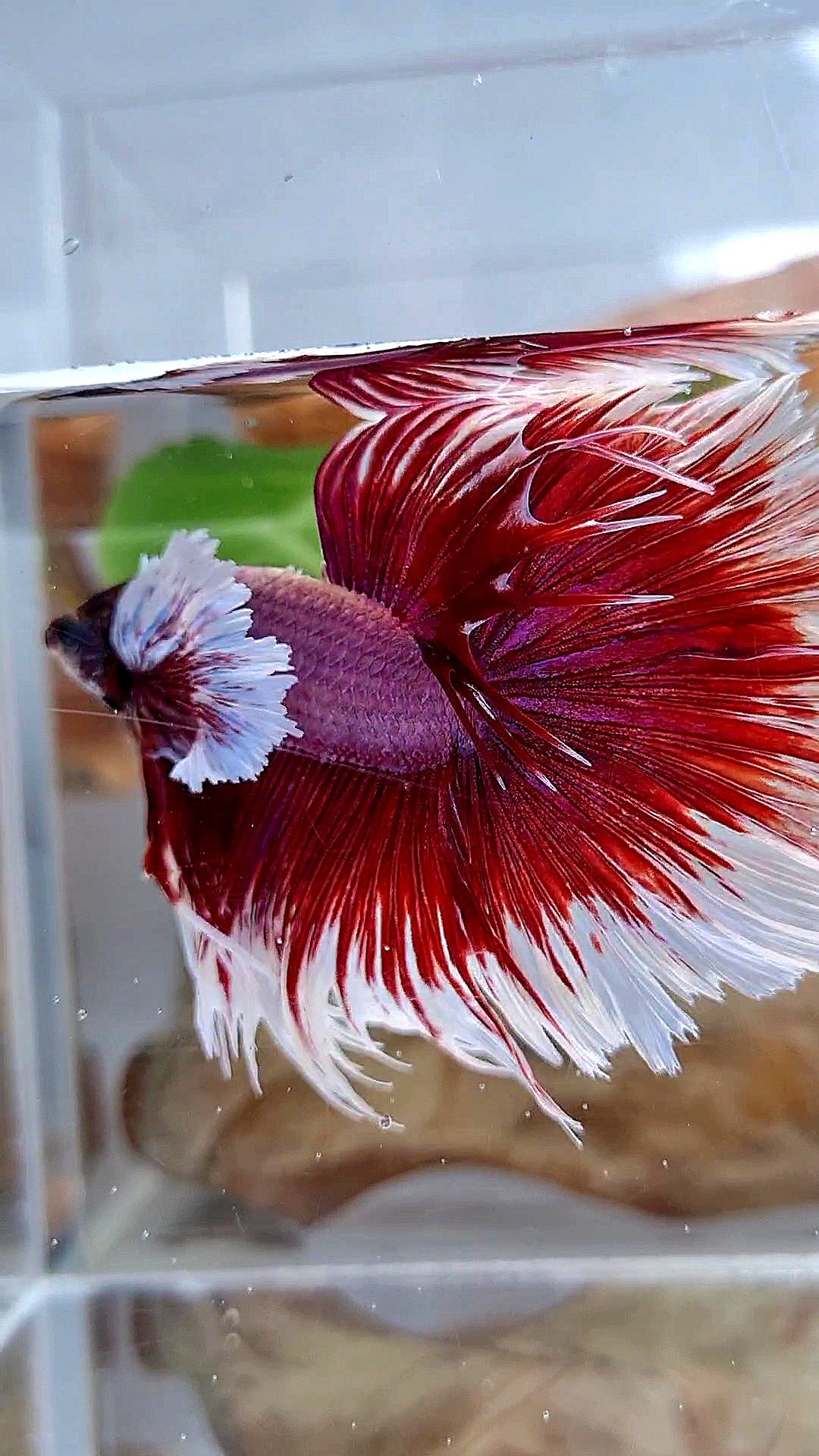 XL HALFMOON CROWNTAIL DUMBO EAR RED PURPLE MAGENTA BETTA FISH