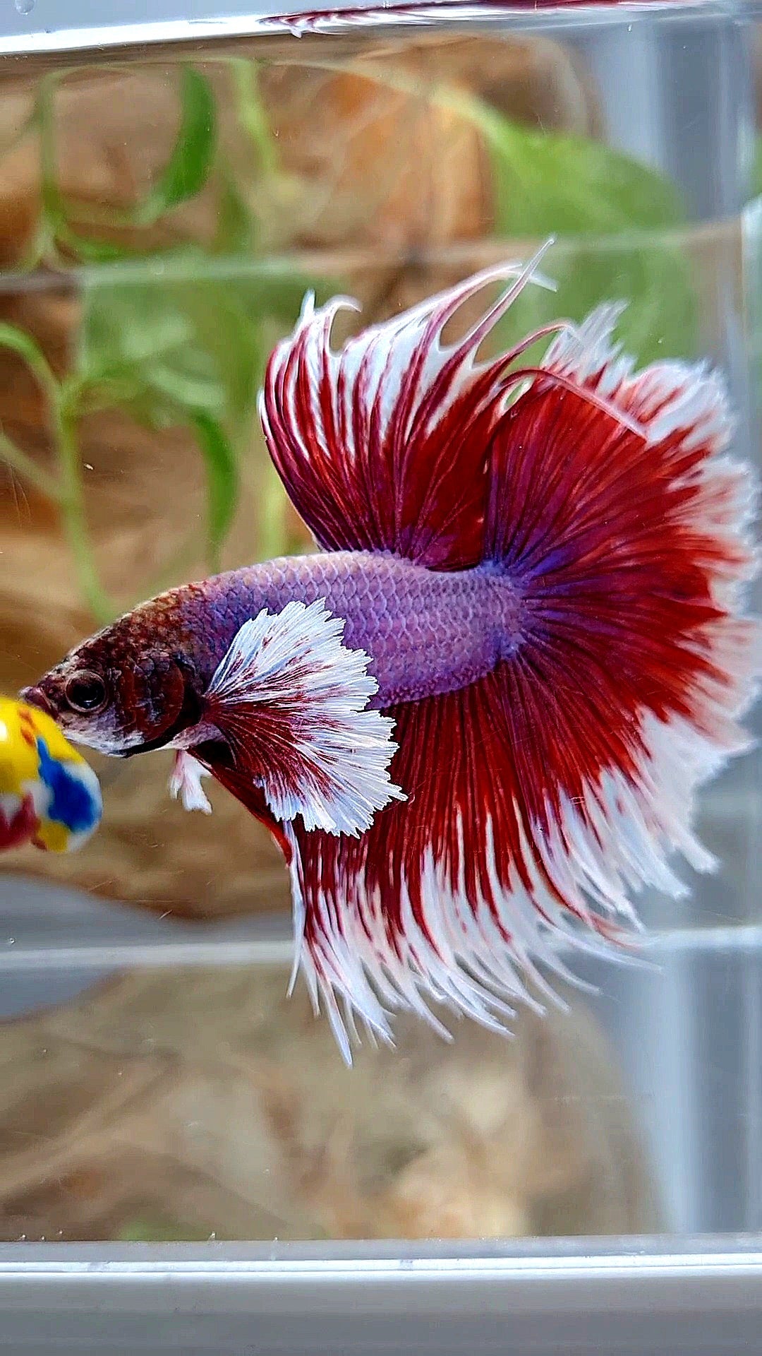 XL HALFMOON CROWNTAIL DUMBO EAR RED PURPLE MAGENTA BETTA FISH