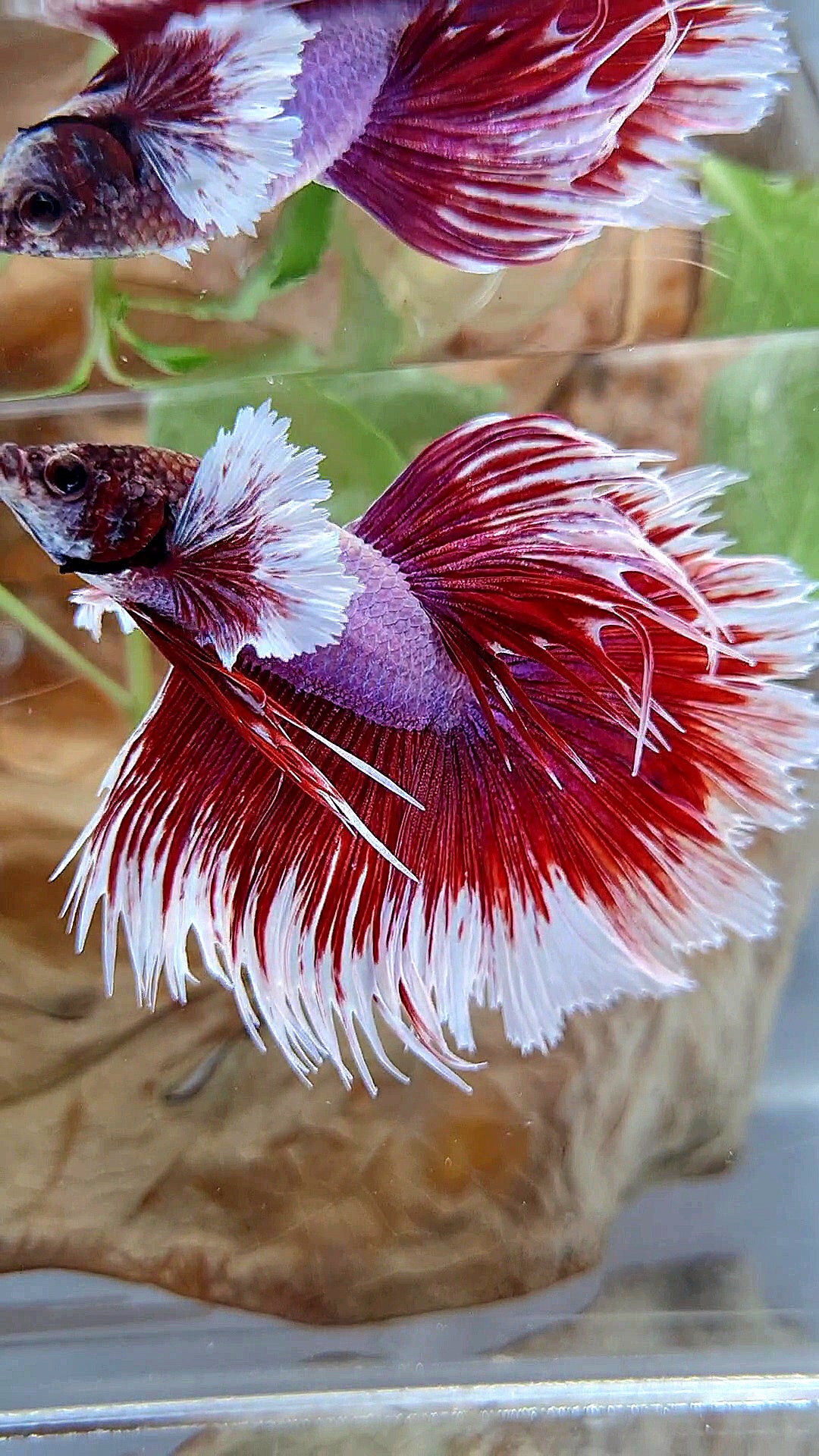 XL HALFMOON CROWNTAIL DUMBO EAR RED PURPLE MAGENTA BETTA FISH