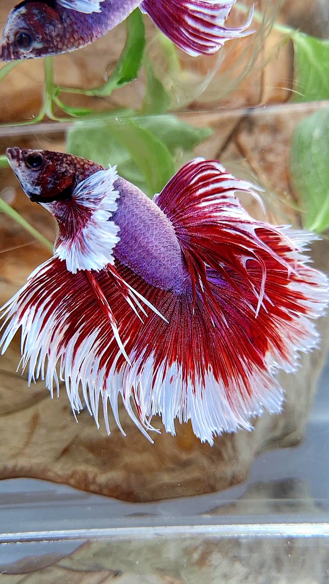 XL HALFMOON CROWNTAIL DUMBO EAR RED PURPLE MAGENTA BETTA FISH