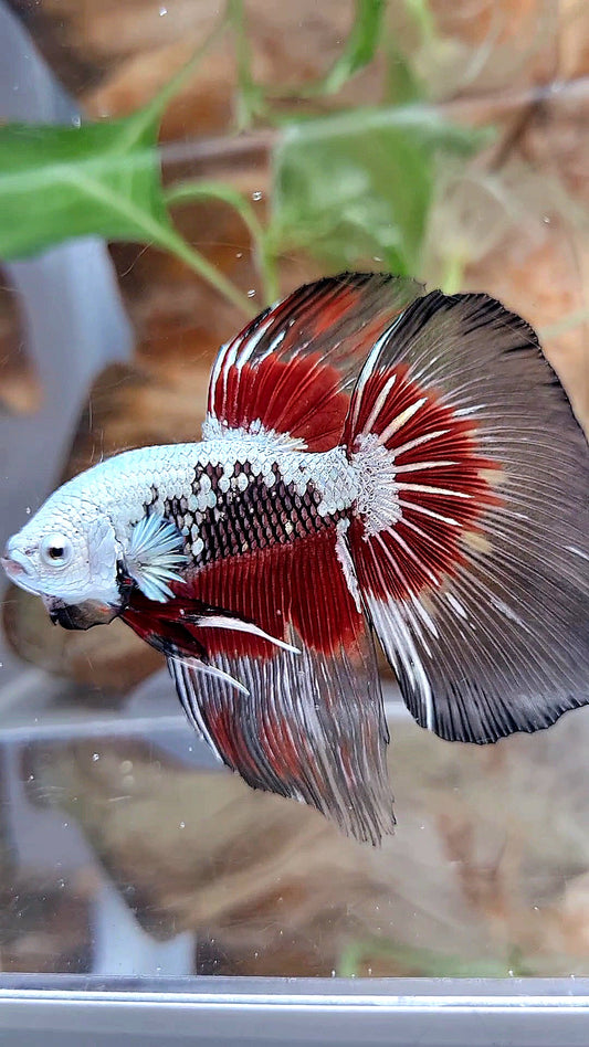 XL HALFMOON ROSETAIL BLACK SAMURAI SNOW RED PATTERN BETTA FISH