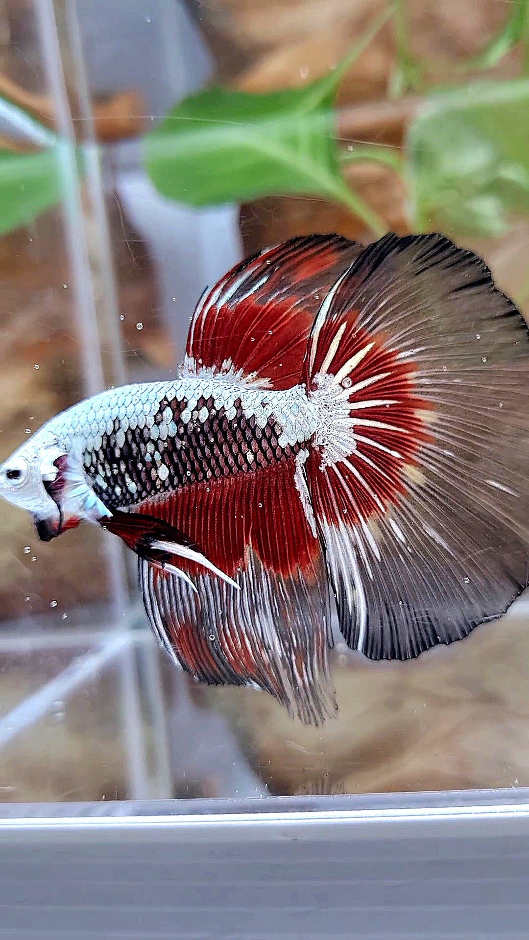 XL HALFMOON ROSETAIL BLACK SAMURAI SNOW RED PATTERN BETTA FISH