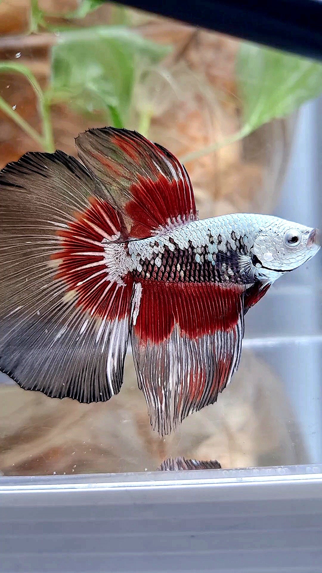 XL HALFMOON ROSETAIL BLACK SAMURAI SNOW RED PATTERN BETTA FISH