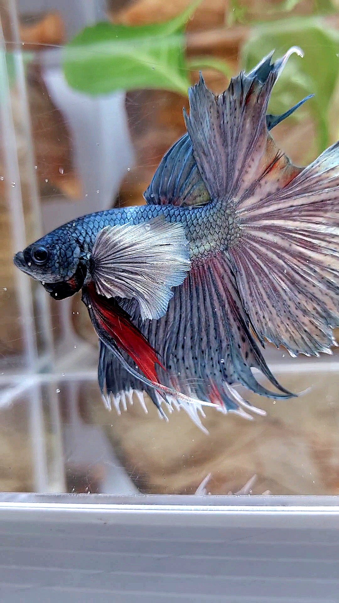 HALFMOON DUMBO EAR SUPER COPPER BETTA FISH minus tail