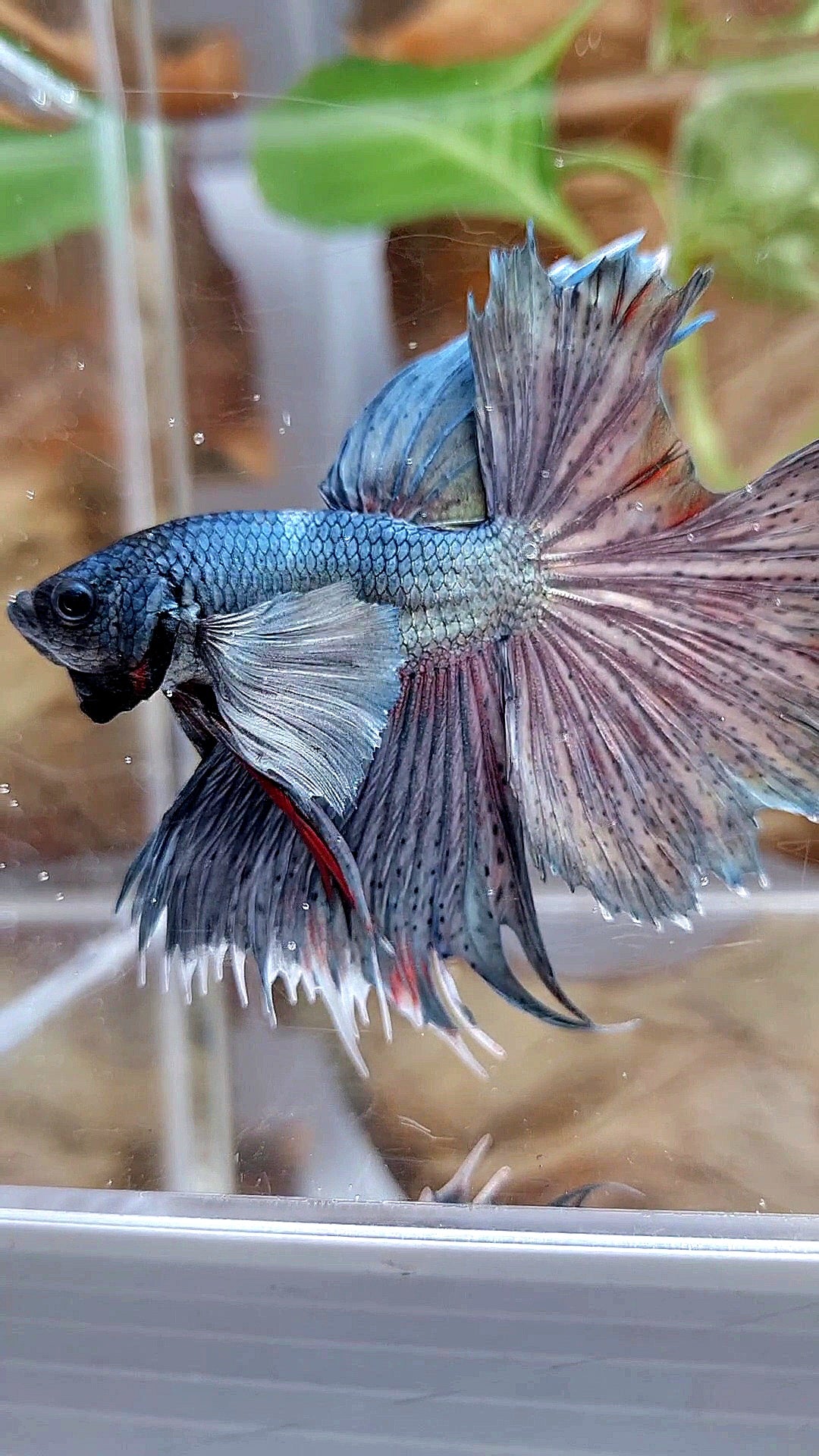 HALFMOON DUMBO EAR SUPER COPPER BETTA FISH minus tail