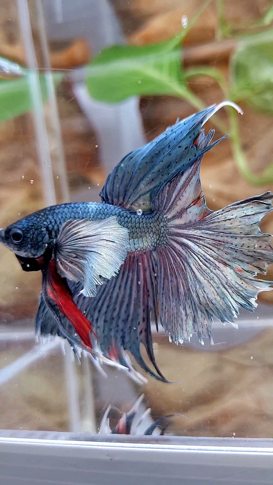 HALFMOON DUMBO EAR SUPER COPPER BETTA FISH minus tail