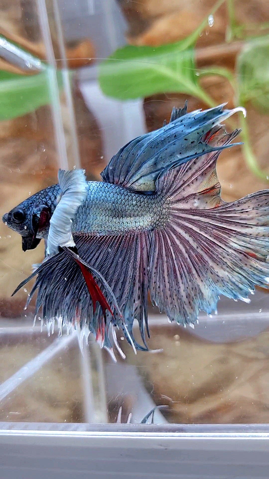 HALFMOON DUMBO EAR SUPER COPPER BETTA FISH minus tail