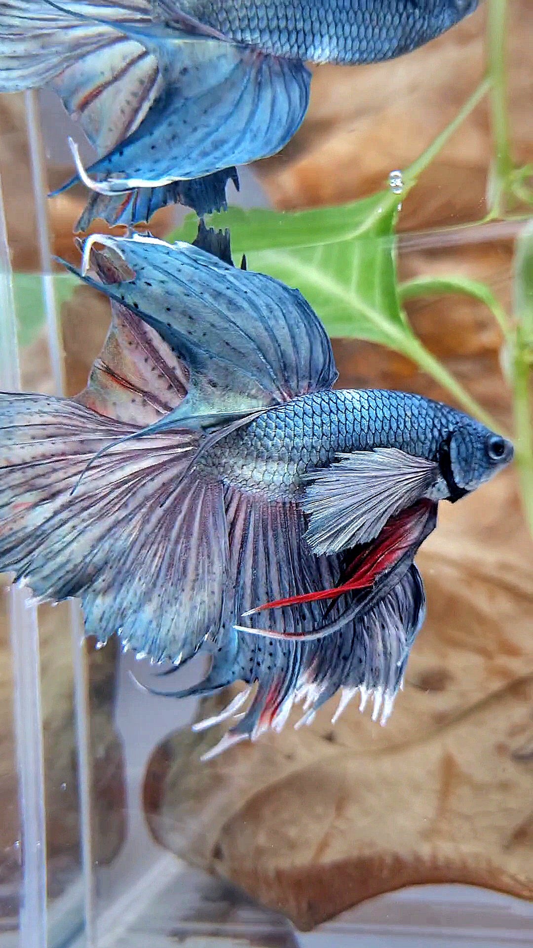 HALFMOON DUMBO EAR SUPER COPPER BETTA FISH minus tail