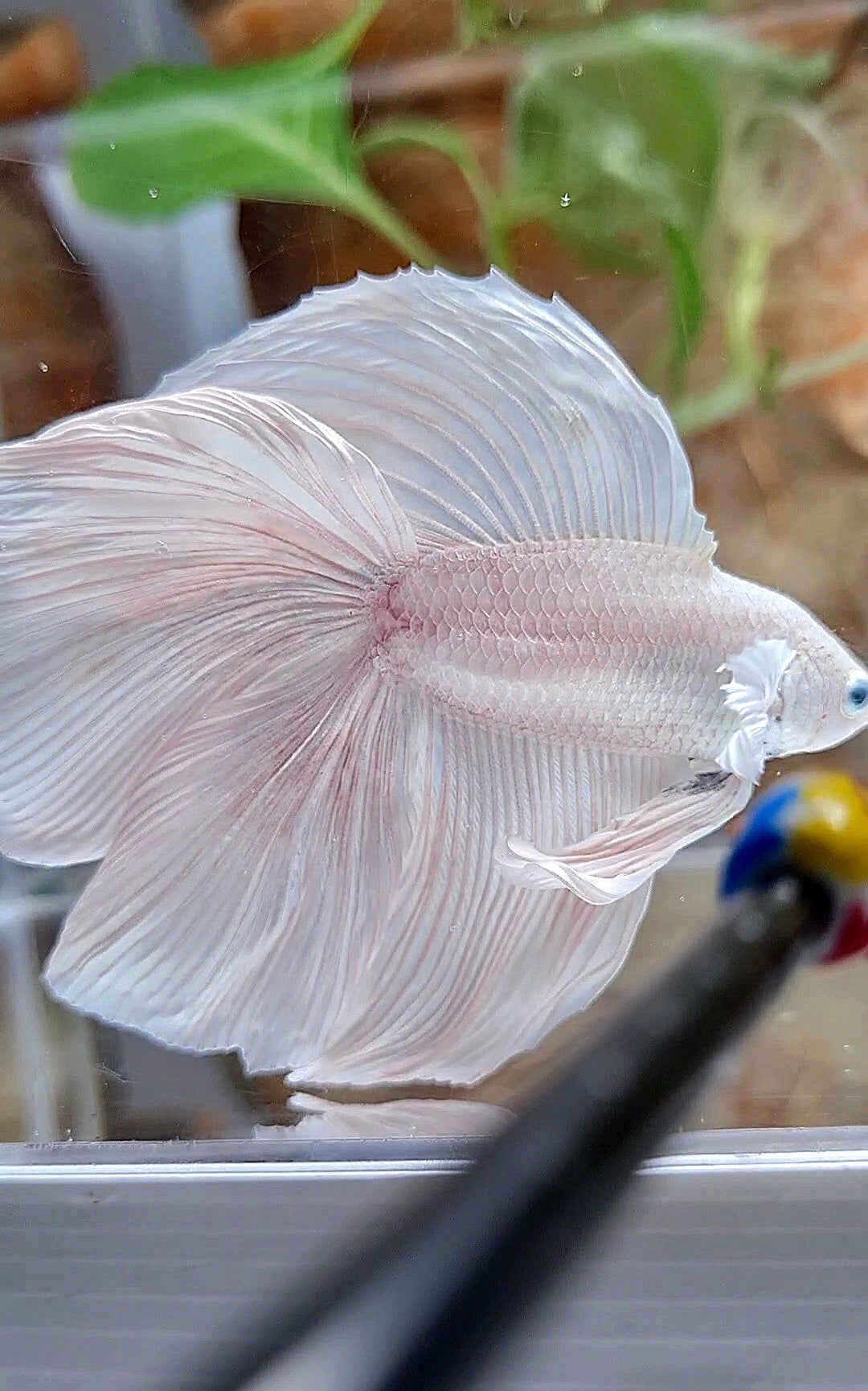 XL HALFMOON DOUBLE TAIL WHITE PLATINUM BETTA FISH