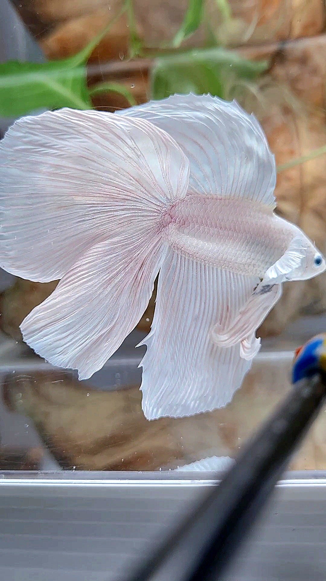 XL HALFMOON DOUBLE TAIL WHITE PLATINUM BETTA FISH