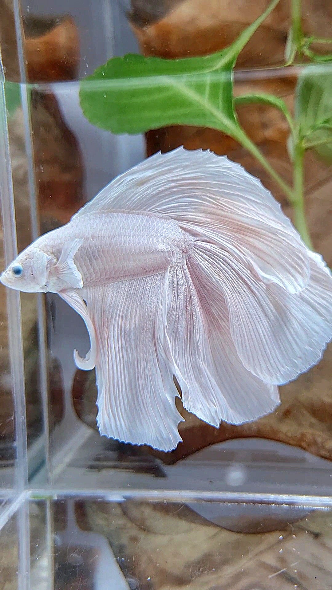 XL HALFMOON DOUBLE TAIL WHITE PLATINUM BETTA FISH