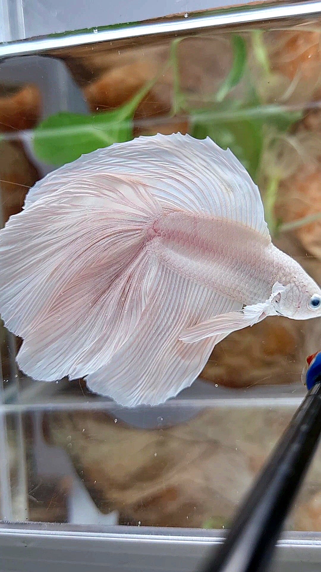 XL HALFMOON DOUBLE TAIL WHITE PLATINUM BETTA FISH