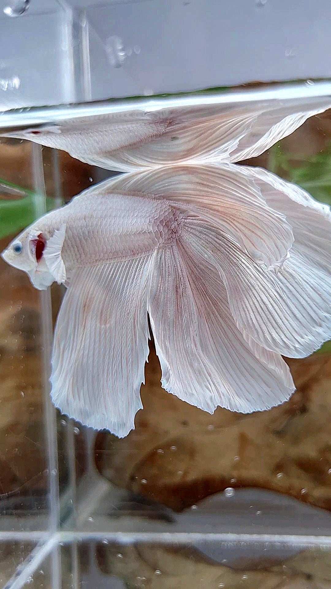 XL HALFMOON DOUBLE TAIL WHITE PLATINUM BETTA FISH
